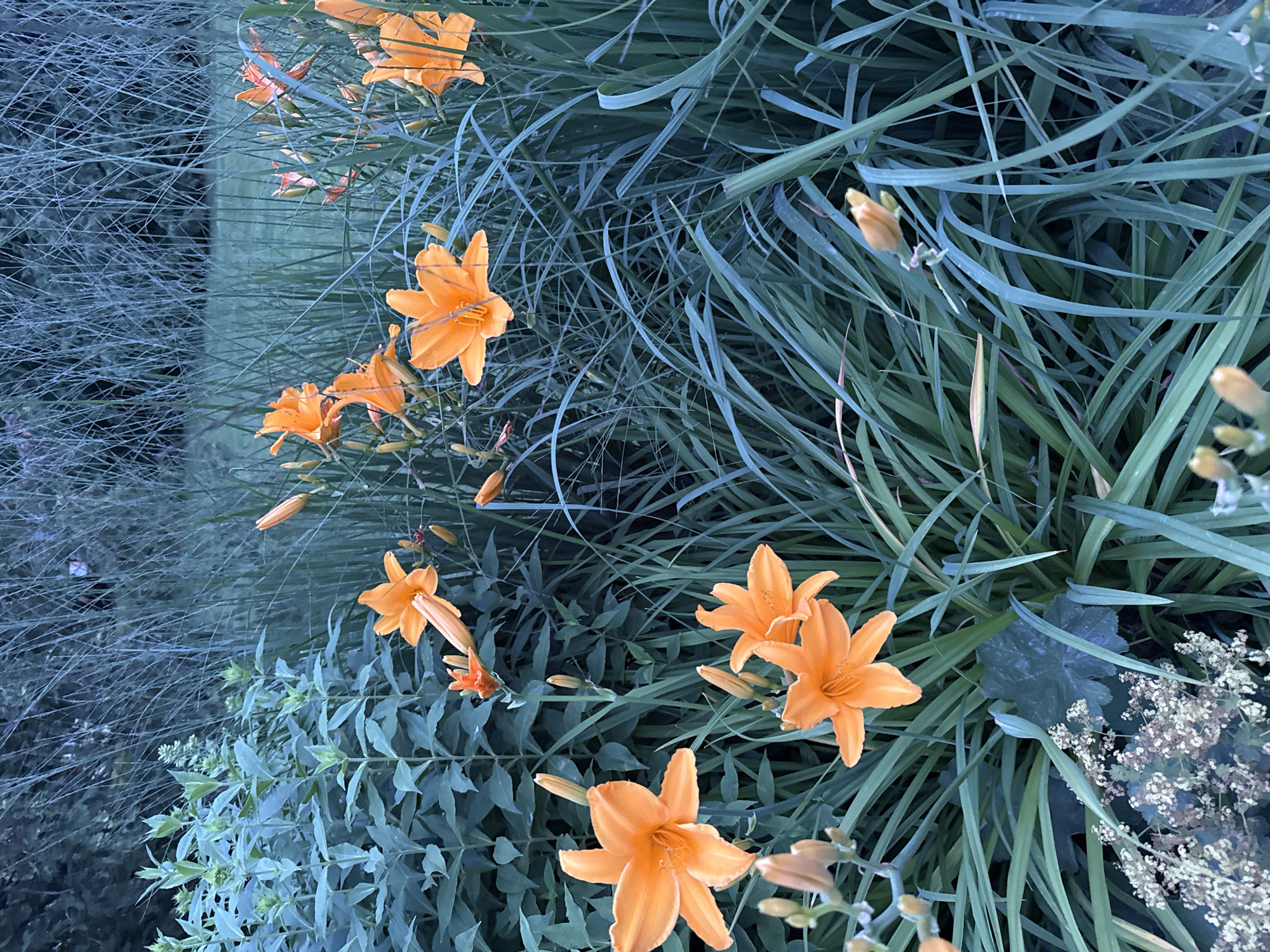 In an outdoor, natural setting, a cluster of vibrant orange daylily flowers is in full bloom. The daylilies are surrounded by lush green foliage, including tall, wispy ornamental grasses and broad-leafed plants. The lighting suggests it is either early morning or late evening, casting a soft, diffused light on the scene. The background is a blur of darker greens and blues, indicating a densely planted garden or natural area. There are no people or animals visible in the image. The scene appears to be a close-up view of a garden bed.