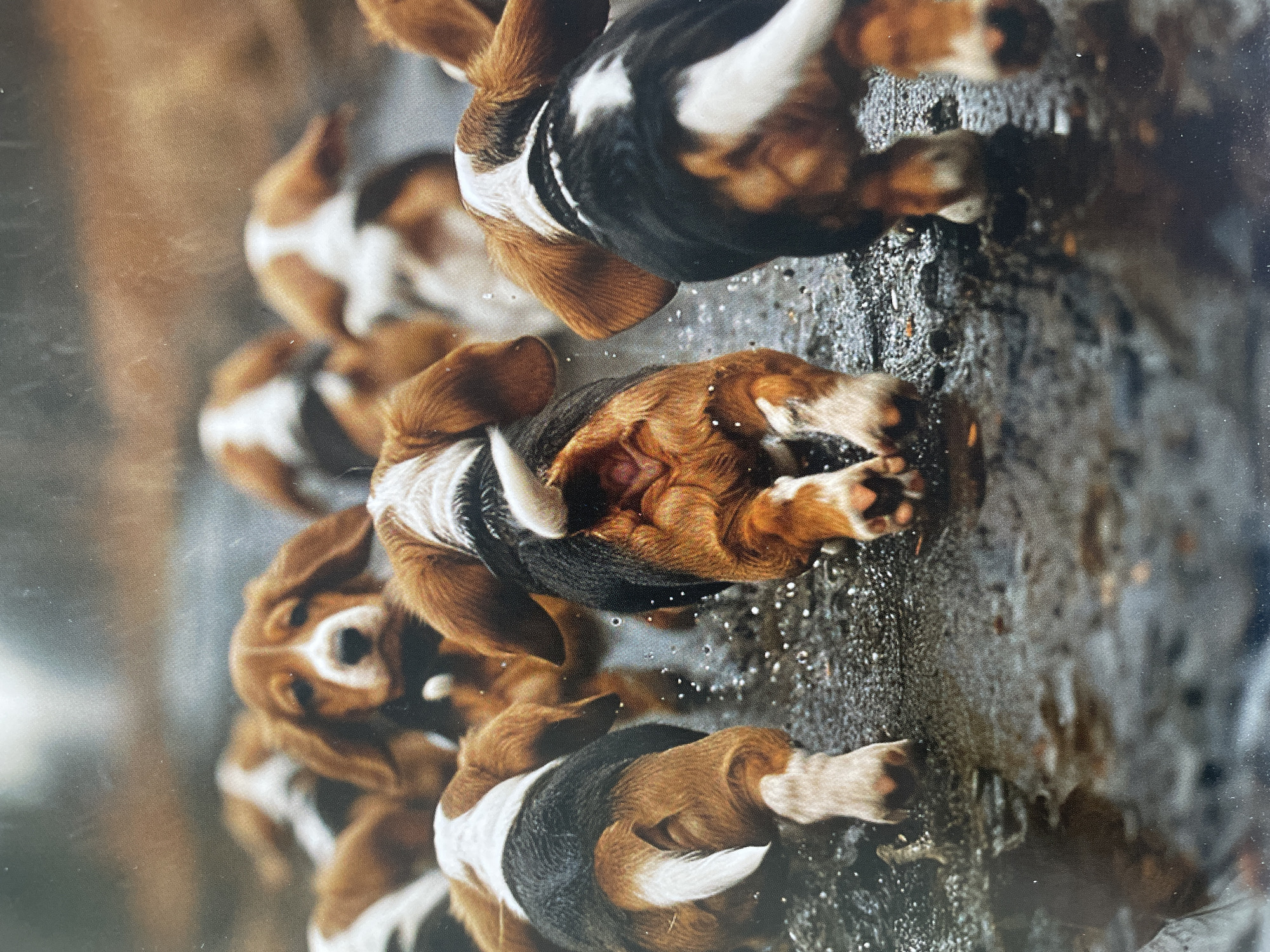 The image displays a group of tricolored Beagle dogs, appearing to be puppies or young dogs, actively moving across a wet, dark surface. There are at least six dogs visible, with their distinctive brown, black, and white markings. Some dogs are wearing collars.
The scene is outdoors, set on what appears to be a wet pavement or muddy path, indicated by the numerous water droplets and splashes around the dogs' paws and bodies. The dogs are captured in various stages of motion, suggesting they are walking, running, or playing. The background is softly blurred with muted brown and grey tones, implying distant foliage or structures, and contributes to a sense of depth.
Notable details include the dynamic interaction of the dogs with the wet ground, creating splashes as they move. The dogs appear lively and engaged in their activity. The lighting suggests it is daytime. There are no specific visual cues within the image itself to confirm the location as Sofia, Bulgaria. No text is visible in the image. The image quality shows a slight textured or dotted pattern, suggesting it might be a photograph of a printed picture or a screen.