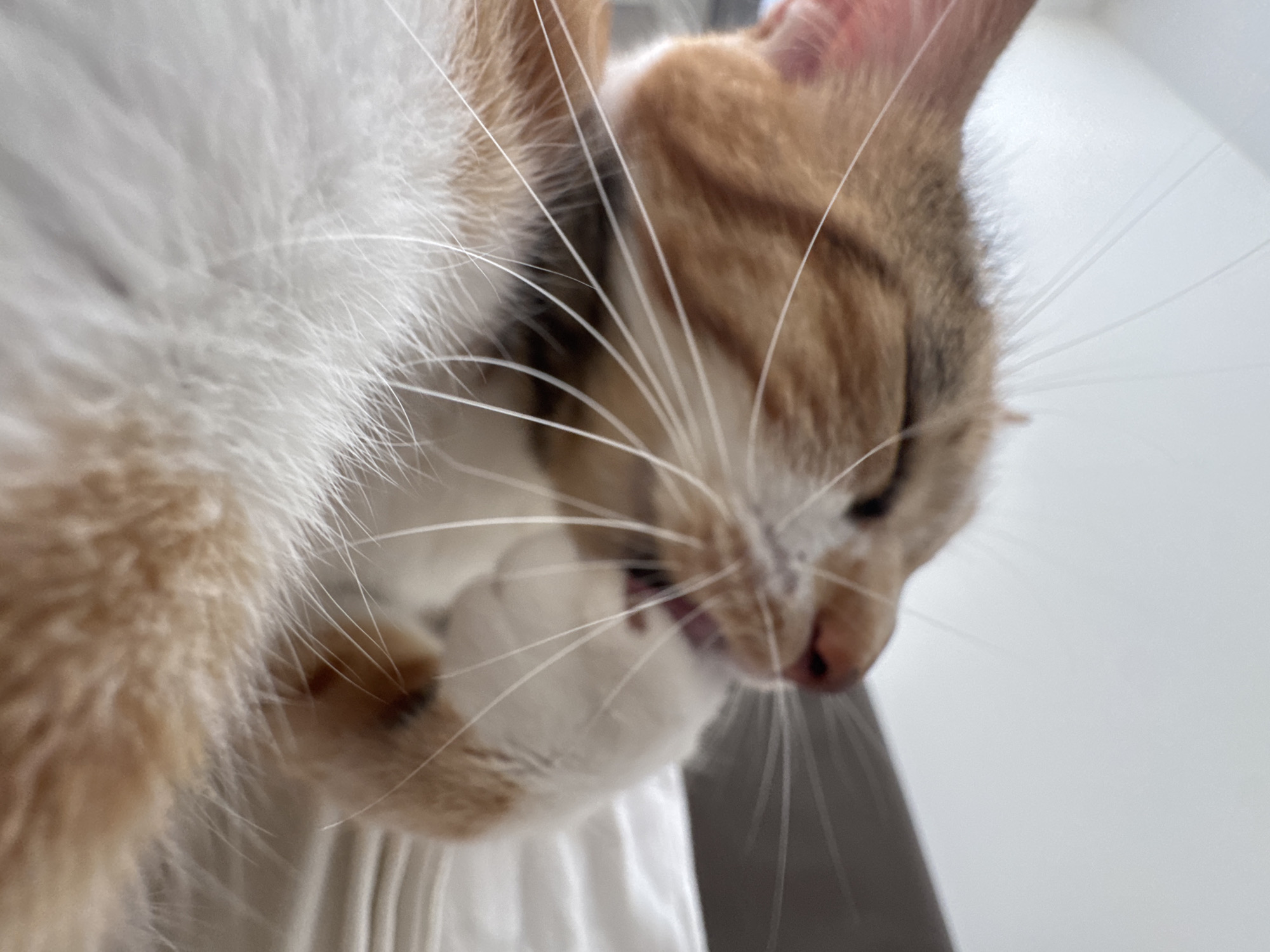 A close-up, blurry, indoor photograph captures an orange and white cat grooming its paw. The cat is lying down, with its head tilted back and its paw brought up to its mouth. Its eyes are closed, and its tongue is visible as it licks its paw. The background consists of a white, textured surface, likely a bed or couch, and a hint of a dark, blurred object in the upper right corner, possibly furniture. The lighting is soft and natural, suggesting daytime. The focus is primarily on the cat's face and paw, with the rest of its body and the environment out of focus.