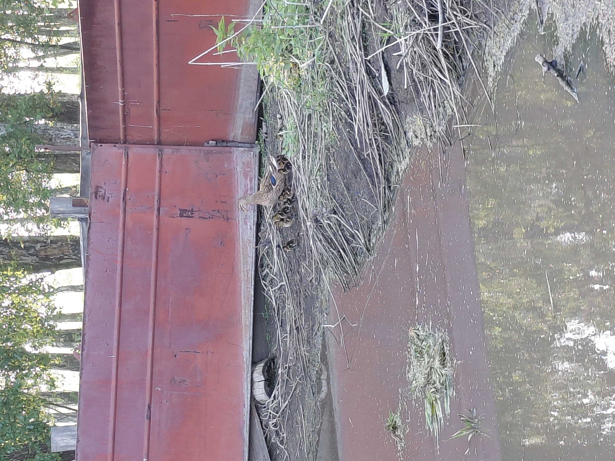 A mother duck and her ducklings are on the bank of a body of water, near a large, rusty, red industrial gate. The ducks are clustered together on dry, reedy ground next to a muddy, reflective surface of water. The background shows a line of trees with lush green foliage, and the sky is bright, suggesting daytime. The industrial gate appears to be a part of a larger structure, possibly a dam or floodgate, situated in an outdoor, possibly rural or semi-industrial area. There are no people visible in the image.