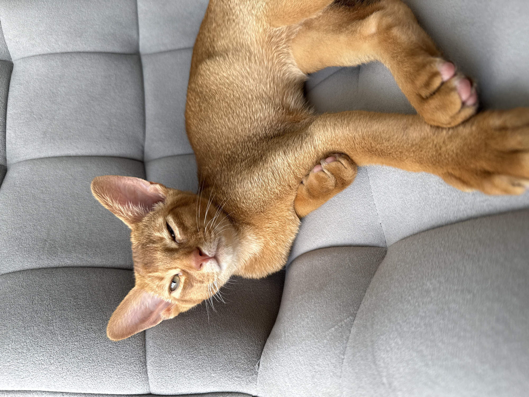 A ginger cat with large ears is resting on a gray tufted chair. The cat is looking at the camera with one eye partially closed. Its paws are crossed in front of its body. The background is a gray tufted chair.