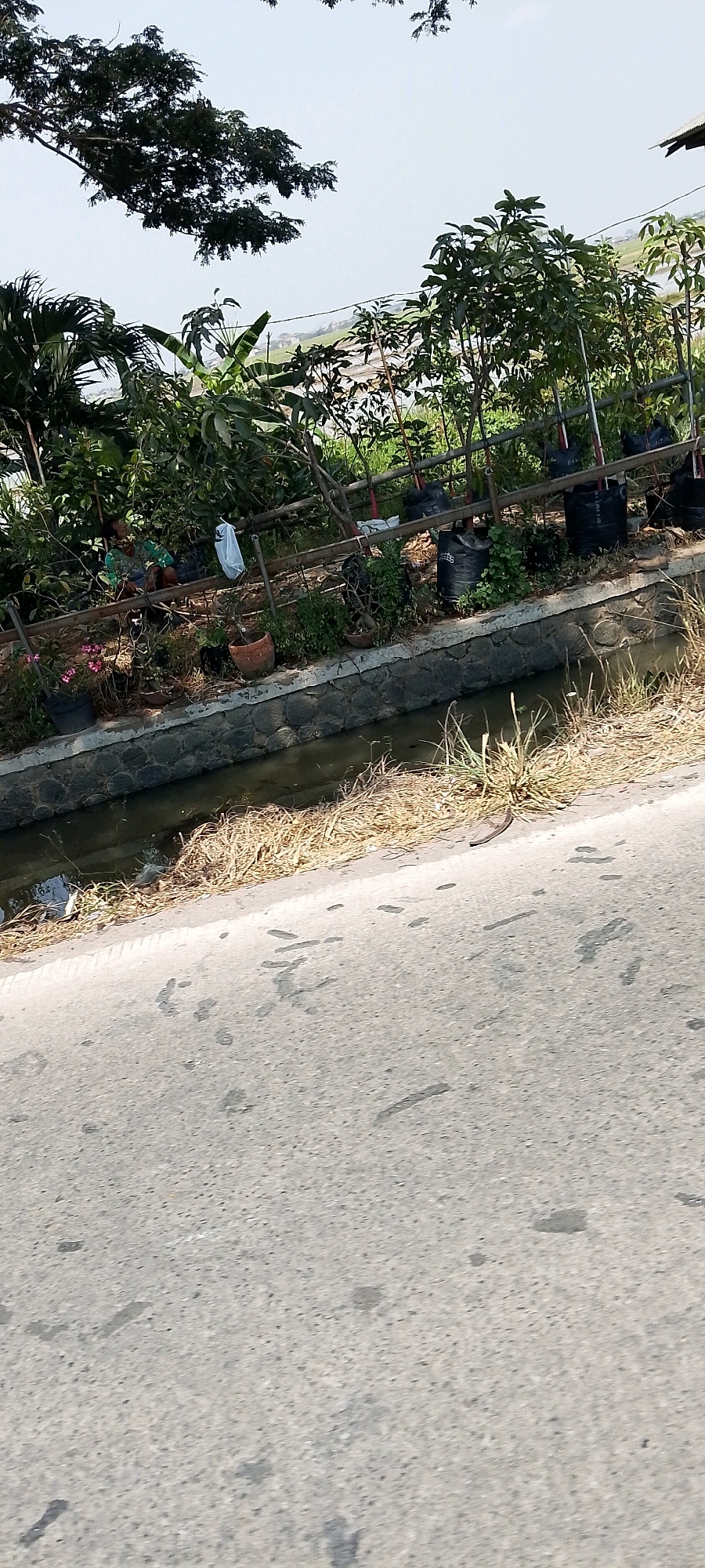 In Sukaasih, Indonesia, a roadside scene is depicted. In the background, lush greenery suggests agricultural land, possibly rice paddies, under a hazy sky. In the foreground, a paved road dominates, with irregular dark splotches suggesting stains or water marks. To the left of the road, a narrow concrete canal runs parallel, its water murky and reflecting the sky. The canal is lined with stones. Beyond the canal, a raised embankment is covered in dry, straw-like grass. Above the embankment, a collection of potted plants and trees are arranged, some in black plastic bags, others in terracotta pots. A bamboo fence separates this cultivated area from the road. A person, partially obscured by foliage, is seated on the ground, resting. A white plastic bag is visible near this person. The overall impression is one of a rural or semi-rural environment on a bright, possibly humid day.
