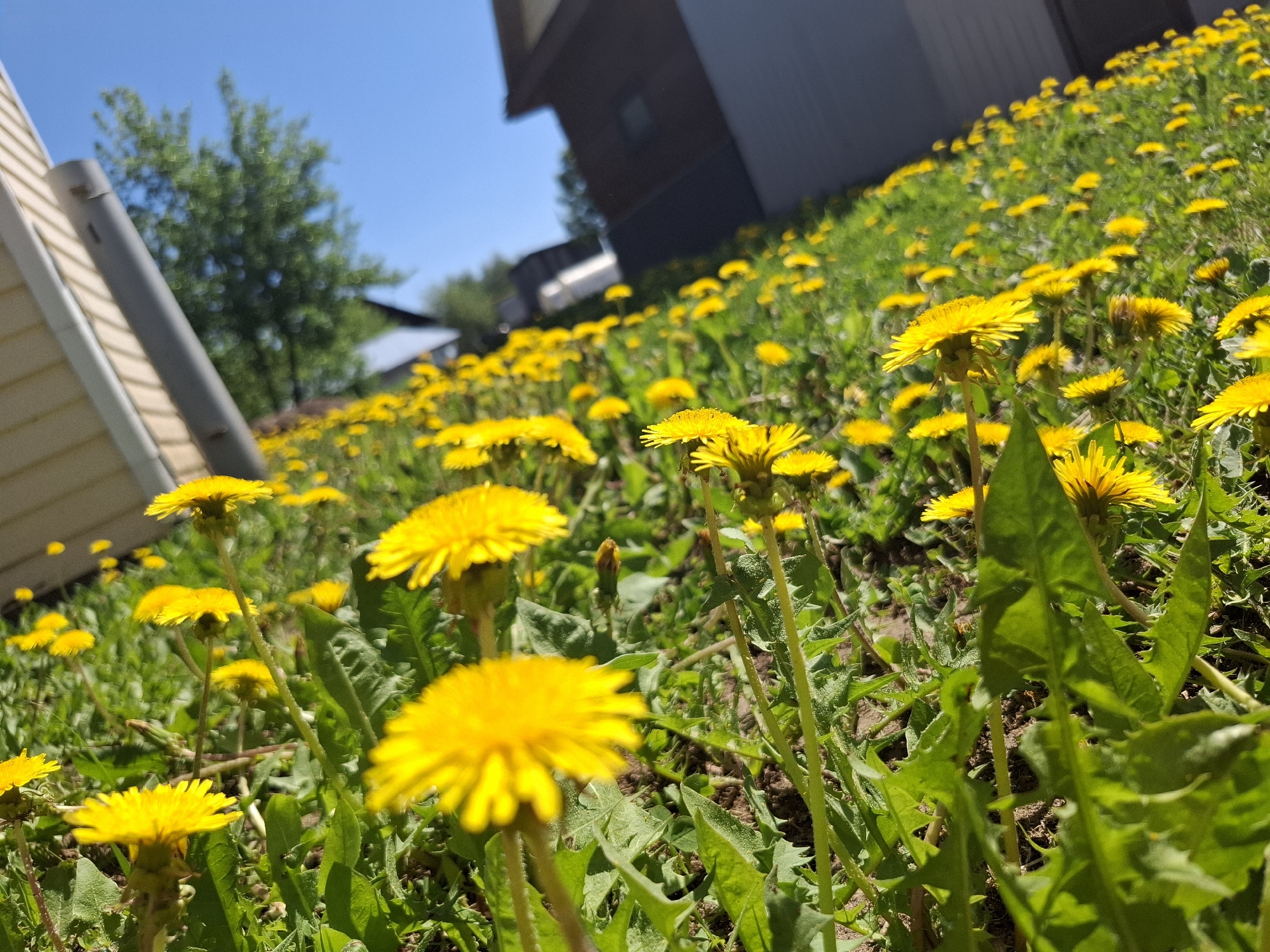 The image depicts a field of dandelions in full bloom, located in a grassy area in Амзя, Russia. The dandelions are the primary subject, with their bright yellow heads contrasting against the green grass. A building is partially visible in the background, with a light-colored exterior and a darker roofline. A tree is also visible to the left of the building. The sky is clear and blue. The image appears to have been taken from a low angle, emphasizing the density of the dandelions.