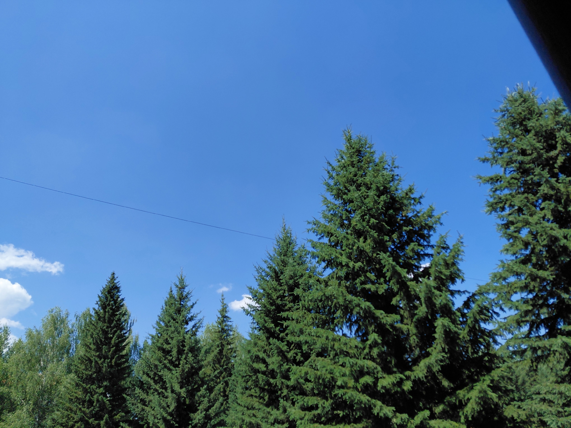 This image depicts a clear blue sky with several evergreen trees in the foreground, lining a landscape that is likely in Ridder, Kazakhstan. The trees are densely packed and vary in height, with the largest and most prominent tree centrally located. A thin, dark line, possibly a power line or cable, stretches horizontally across the sky from the left side of the frame. In the upper right corner, a dark, curved object, which appears to be part of a structure or an obstruction like a camera lens hood, partially encroaches on the frame. A few scattered white clouds are visible in the upper left quadrant. The overall scene is natural and serene, with no visible human activity or man-made structures besides the thin line and the obscuring object.
