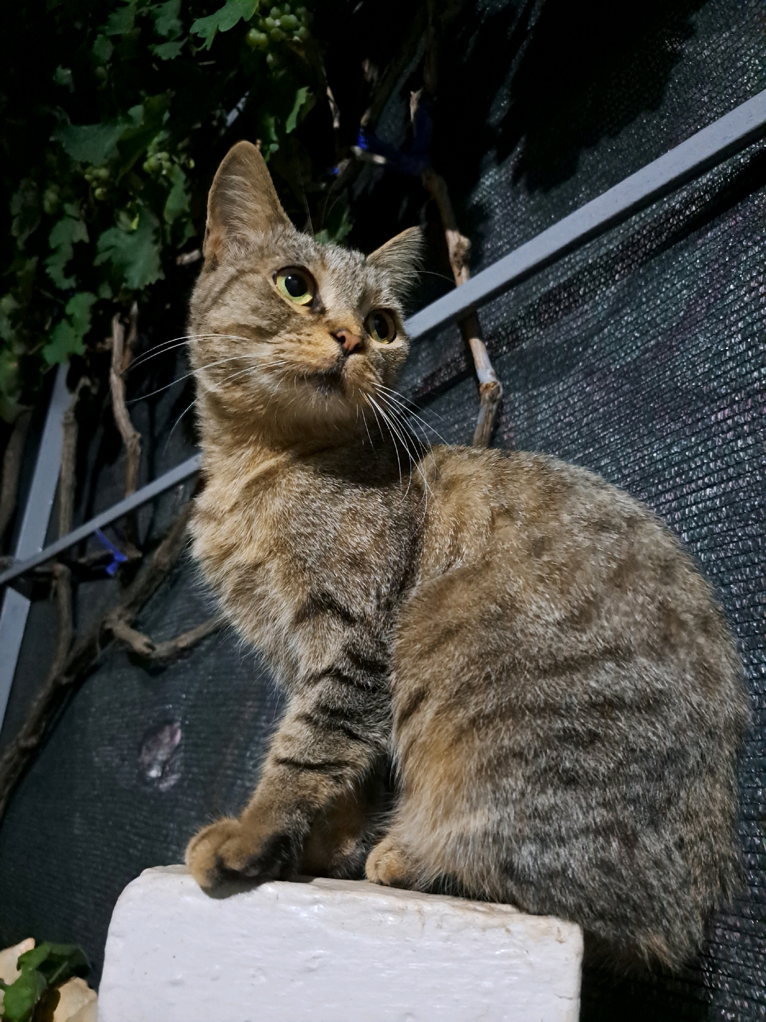 A tabby cat is perched on a white surface in the city of Vypasne, Ukraine. The cat, with its fur showing stripes of brown, gray, and tan, is looking to its left with alert yellow-green eyes. Its front left paw is placed on the white surface, while its body is angled to the right. Behind the cat, a black mesh screen is visible, with a metal railing running horizontally across it. To the left of the cat, green leaves and dark branches of a plant are present, suggesting an outdoor setting, possibly a garden or patio. The lighting suggests it is nighttime or dusk.
