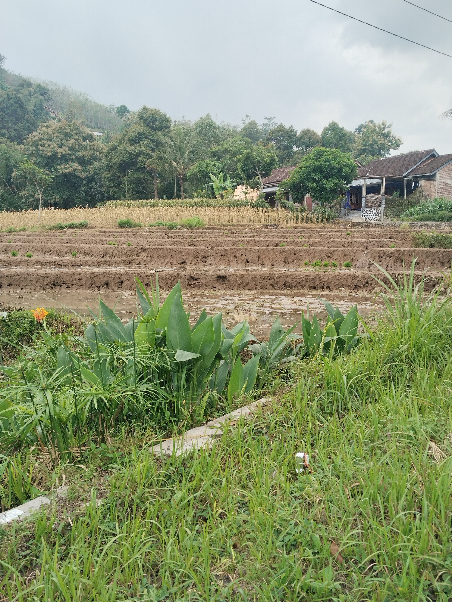 The image depicts a rural scene. In the foreground is a lush growth of grass, with taller plants including Canna lilies and papyrus. Behind this vegetation, terraced rice paddies are visible, partially filled with water and mud. Beyond the paddies is a field of mature corn stalks. In the background, a residential house is situated next to the field. The scene is set against a backdrop of trees and a hill shrouded in mist or fog. The sky is overcast. A discarded can is partially visible in the grass in the foreground. The location is unknown.