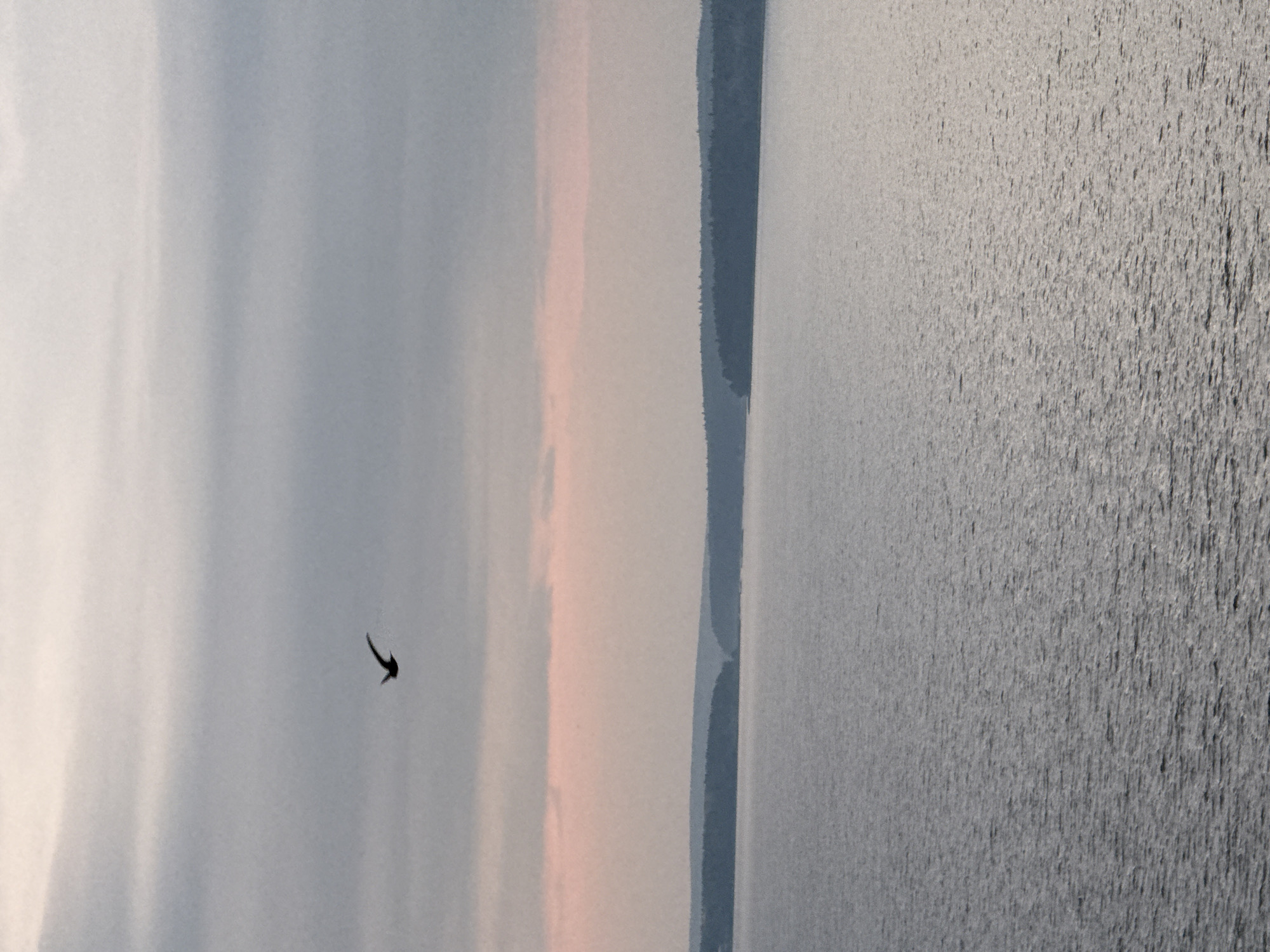 The image depicts a serene, natural scene, likely a body of water bordered by a distant treeline, under a soft, overcast sky. A lone bird is captured in flight against the muted sky, its dark silhouette a stark contrast to the pale background. The water's surface is textured, suggesting gentle ripples or a light breeze. The overall color palette is subdued, with soft grays, whites, and a hint of pinkish hue from what appears to be dawn or dusk. The atmosphere is tranquil and somewhat melancholic. The scene is likely Votkinsk, Russia, given the context provided. No text is visible in the image.
