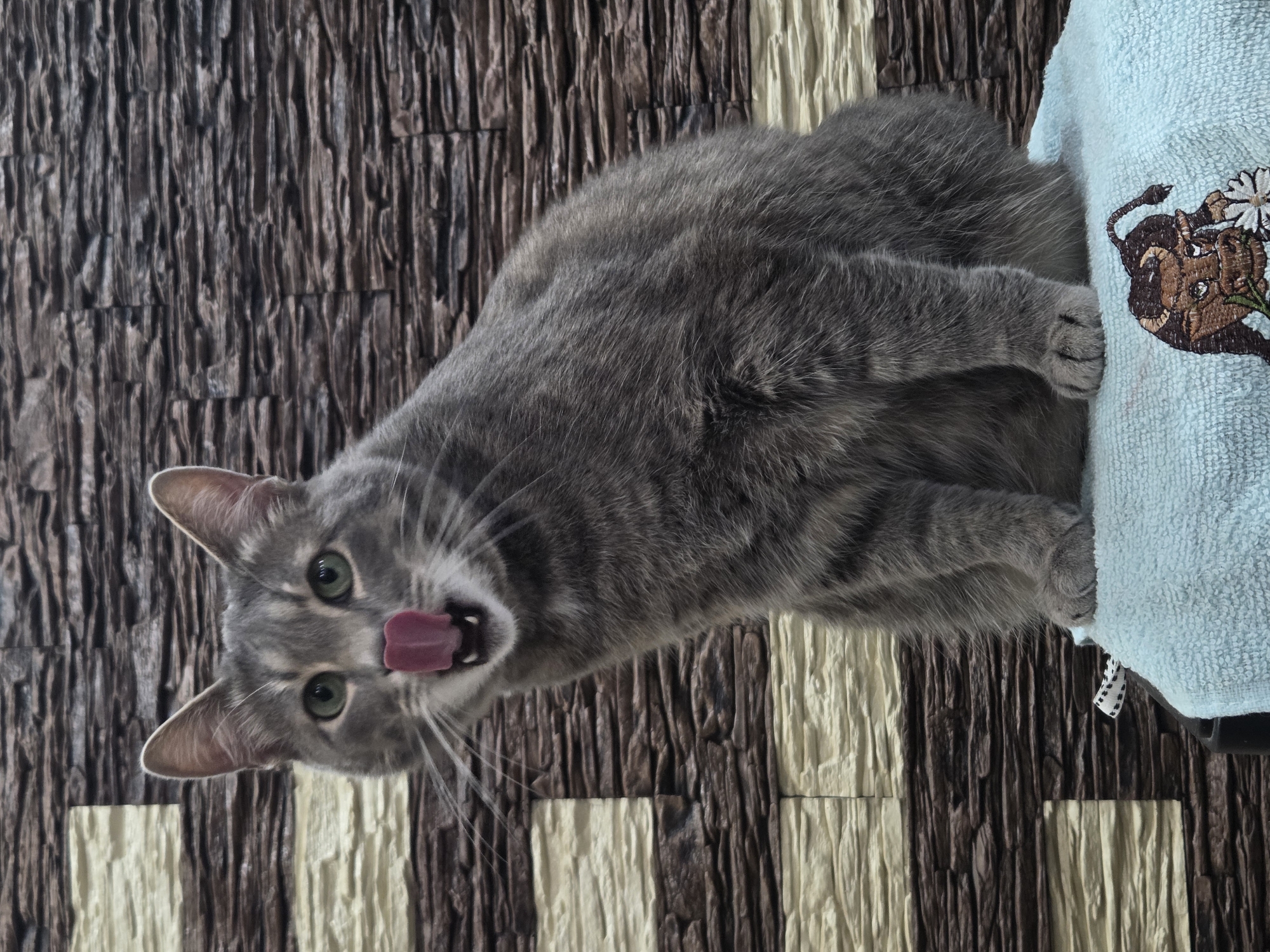 A gray tabby cat with green eyes is centered in a medium shot, seated upright against a textured wall. The cat's mouth is slightly open, revealing small teeth, and its pink tongue is extended upwards, licking its nose. White whiskers protrude from its muzzle. The cat's fur is predominantly gray with subtle darker tabby markings. It sits on a light blue terrycloth towel, which features an embroidered image of a brown bull holding a white flower visible in the lower right quadrant. The background consists of a wall covered in horizontally layered, textured tiles, presenting alternating bands of dark brown and light beige/cream colors. The scene is illuminated by ambient light, with no discernable shadows or light sources. The location is an indoor setting in the city of Unknown, Unknown.