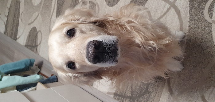 An indoor scene within a residence in Chaikovsky, Russia, depicts a Golden Retriever dog. The dog, exhibiting light blonde fur, is positioned centrally, seated on a patterned rug, and facing directly towards the viewer. Its dark eyes are clearly visible, and its nose is dark with a moist appearance, flanked by lighter fur on the muzzle. The rug displays an abstract pattern consisting of curvilinear shapes in tones of grey and beige. In the blurred background to the left, a light-colored piece of furniture is present, behind which articles of clothing, specifically a light blue garment and dark blue jeans, are hanging.