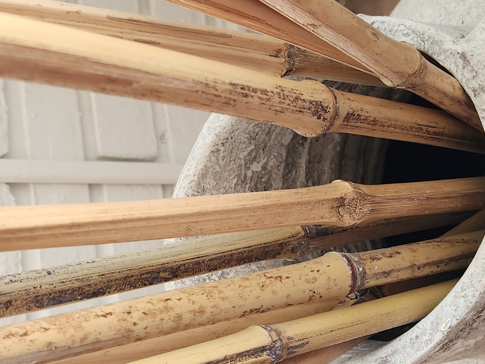 This image is a close-up, low-angle shot of several dried bamboo stalks. The bamboo is light brown and tan, with visible nodes and darker markings. The stalks are arranged in a bundle and appear to be placed inside a textured, light-colored cylindrical object, possibly a vase or pot. The background is out of focus and shows a white brick wall. The lighting suggests it is daytime, with natural light illuminating the scene. There is no discernible activity or event taking place; the image focuses solely on the texture and arrangement of the bamboo. The location is identified as Maitland, United States of America, but this context does not directly influence the visual elements present in the image. No text is visible.
