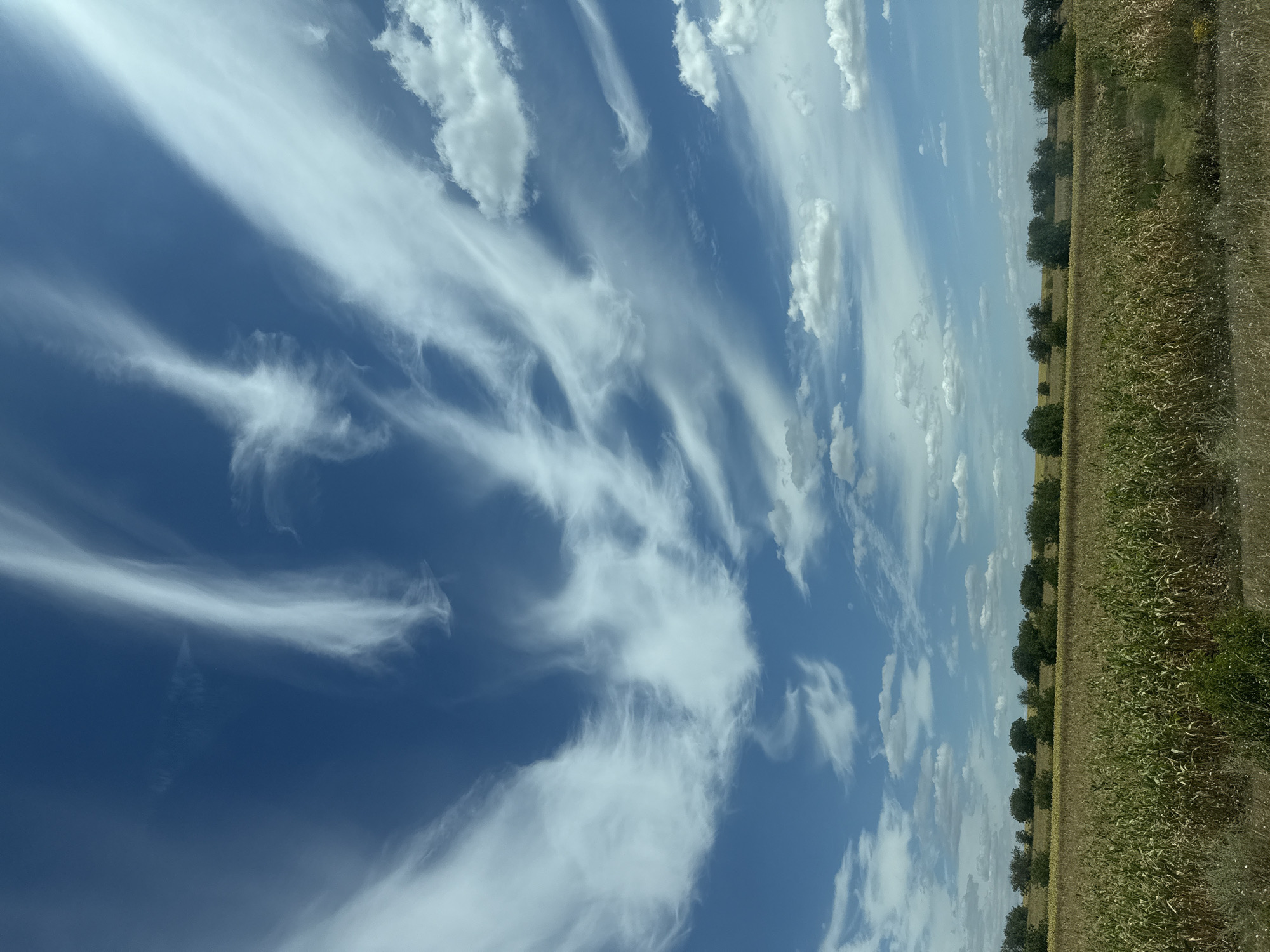 The image depicts a wide, rural landscape under a vast, bright blue sky filled with wispy white clouds. The lower half of the frame shows a dense field of tall, green and yellow crops, likely corn, stretching across the horizon. Behind the crop field, a line of various green trees forms a natural border against the sky. The overall impression is of a sunny day in a cultivated agricultural area. The scene is located in the city of Răzeni, Moldova.