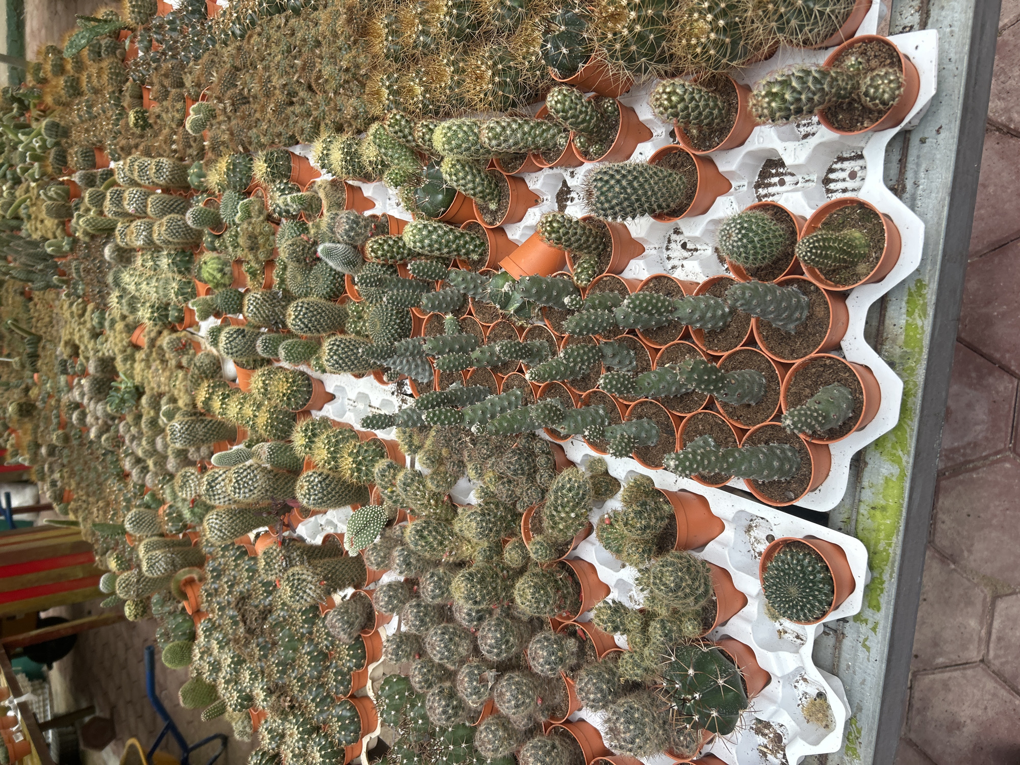 A high-angle shot captures a dense collection of cacti displayed on a table. The cacti, in various shapes and sizes, are potted in small orange containers and arranged in white plastic trays. The table is positioned outdoors, with a hint of a building with red and yellow striped columns in the background. The ground beneath the table appears to be paved with hexagonal tiles. The overall scene suggests a plant nursery or market stall in Tanah Rata, Malaysia, specializing in cacti.