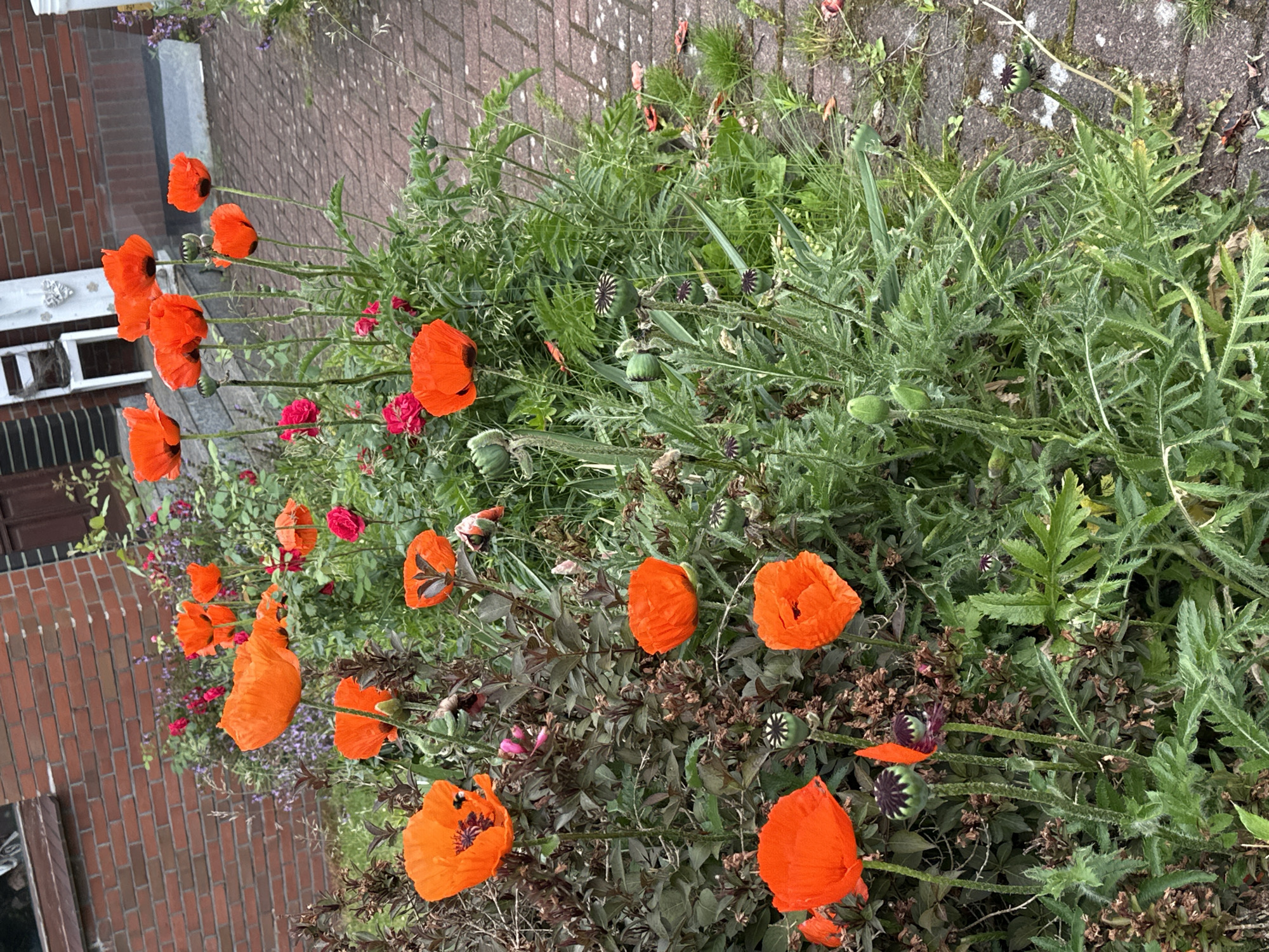 The scene depicts an outdoor garden bed in Deinste, Germany, teeming with vibrant flora adjacent to a residential building and a paved pathway.
The foreground and midground are predominantly occupied by multiple blooming oriental poppies (Papaver orientale), characterized by large, vivid orange petals and dark centers. One poppy, located in the mid-left area, exhibits a dark-bodied insect, likely a bee, actively engaged within its bloom. Numerous poppy seed pods, varying in color from green to purplish-black, are visible on slender stalks, indicating different stages of development. The poppies are surrounded by their distinctive fuzzy, serrated green foliage.
Interspersed among the poppies and their leaves are clusters of smaller plants, including several red roses in bloom and some small purple flowers. Darker, possibly bronze or reddish-brown, shrubbery with denser foliage is also present.
In the background, a section of a brick building, constructed of reddish-brown bricks, is visible on the left. A dark-framed window is partially discernable on the upper left, and a dark wooden door or shutter is present further to the right against the building. A white wooden chair and a white decorative garden element are positioned against the brick wall.
A paved walkway, composed of reddish-brown rectangular pavers, borders the garden bed on the right side of the image, extending from the midground towards the background. Patches of grass and weeds grow along the edges and within the cracks of the pathway. The lighting suggests an overcast or subdued daylight condition. No human figures are present.