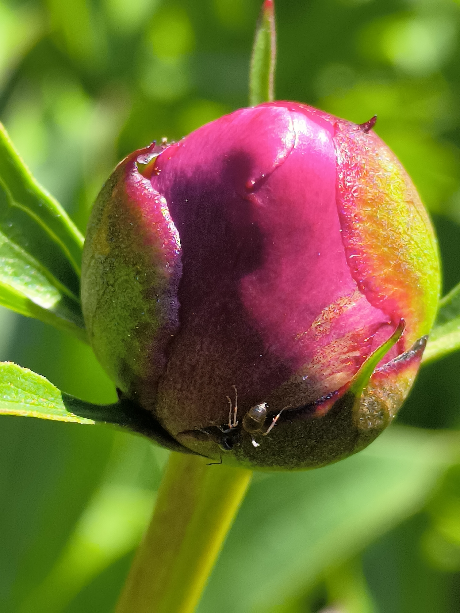 A macro photograph depicts a closed peony flower bud, exhibiting deep magenta petals partially enclosed by green and yellowish-orange sepals. An ant with a dark body is positioned on the lower-left surface of the bud, appearing to crawl upwards. Green leaves are visible in various states of focus around the bud, with a vibrant, out-of-focus green foliage background. A vertical green stem supports the bud from below. The scene is brightly lit, suggesting natural daylight, casting subtle shadows on the left side of the bud. This image was captured in Dercekliai, Lithuania.