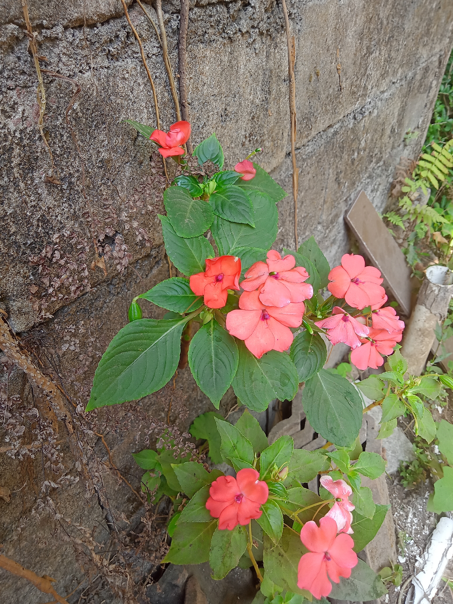 The image shows a cluster of pink and red impatiens flowers growing against a rough, gray concrete wall. The wall appears to be textured and weathered, with some dry vines and roots clinging to its surface. The flowers are vibrant and in bloom, with several blossoms in various stages of opening. The leaves of the impatiens are a lush green, contrasting with the muted tones of the wall and the dry vegetation. In the background, there are hints of other plants and some scattered debris, including a piece of wood and what looks like a broken section of a pipe or container. The scene is likely a small garden or an outdoor space in Kaligenton, Indonesia, where these flowers are thriving near a structural element.