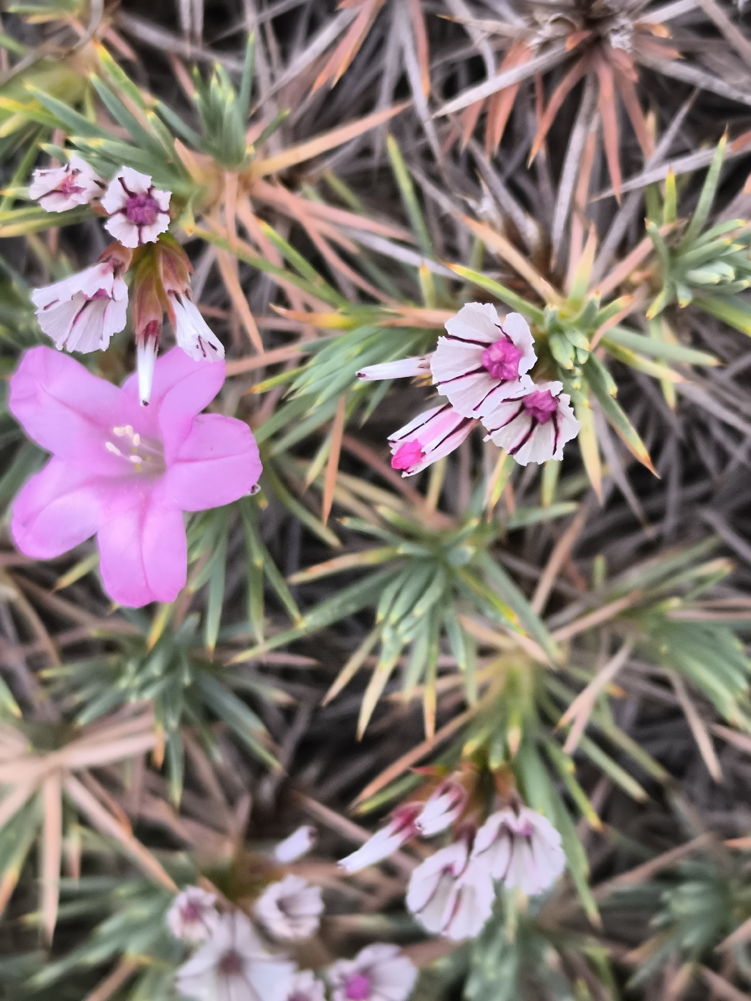 The image is a close-up, overhead shot of a plant with small, delicate flowers and sharp, needle-like leaves. One prominent, five-petaled pink flower is in the left-center of the frame. To the upper right, a cluster of smaller, white flowers with prominent pink and dark purple markings are visible. The leaves of the plant are green, with some appearing to be tipped in orange and brown, creating a spiky texture. The background is a blurred continuation of the plant's foliage and a dark, indistinct ground cover. This scene is situated in the city of Konyaaltı, Turkey, where such flora is common in its natural environments.