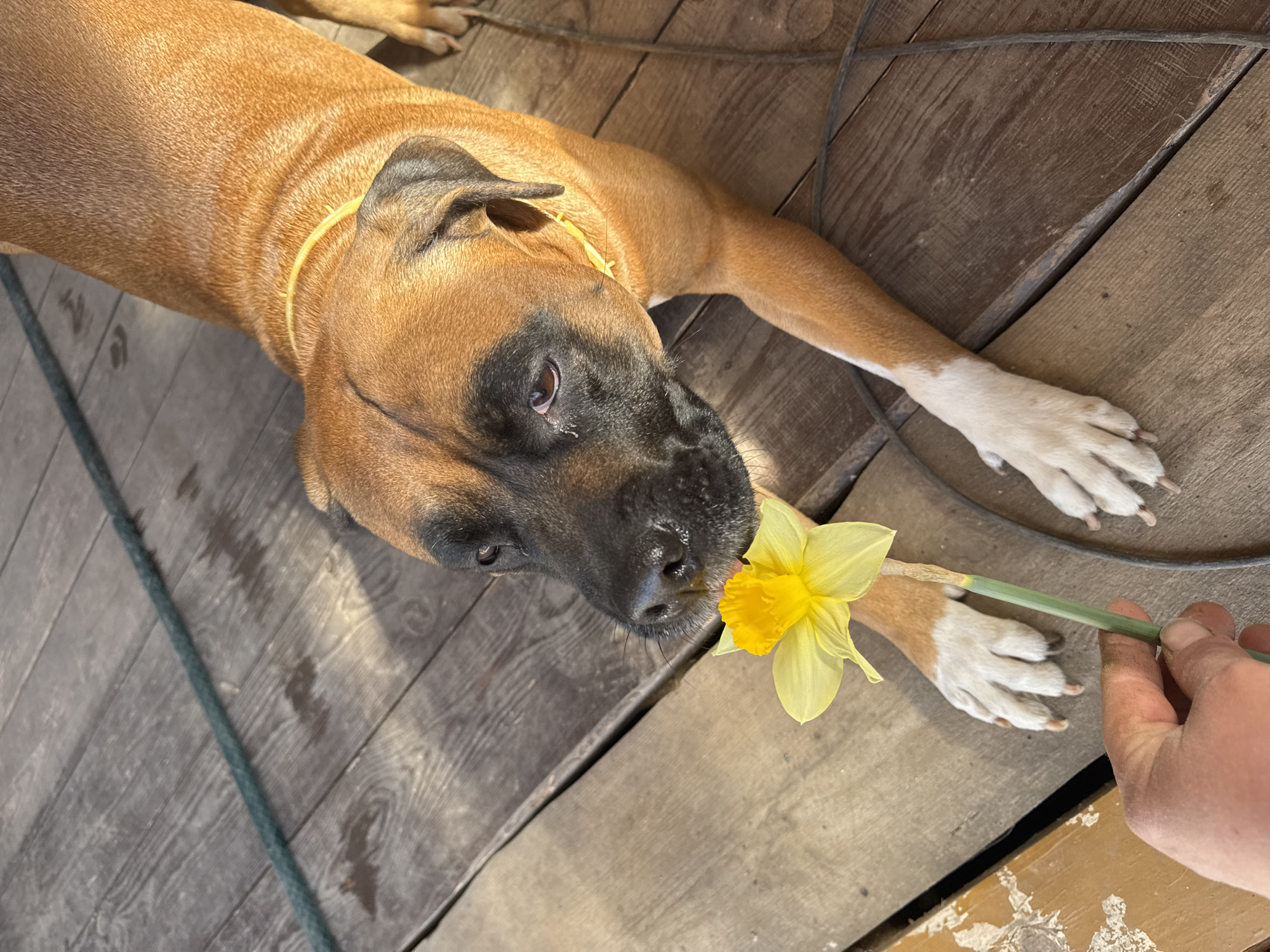 On a wooden deck in Chaikovsky, Russia, a tan and black boxer dog lies on its side, facing the camera. A yellow daffodil flower is being held close to the dog's nose by a human hand. The dog has a yellow collar. The deck is made of weathered planks. A green rope is present in the top left of the image and a dark cable is visible at the top right.