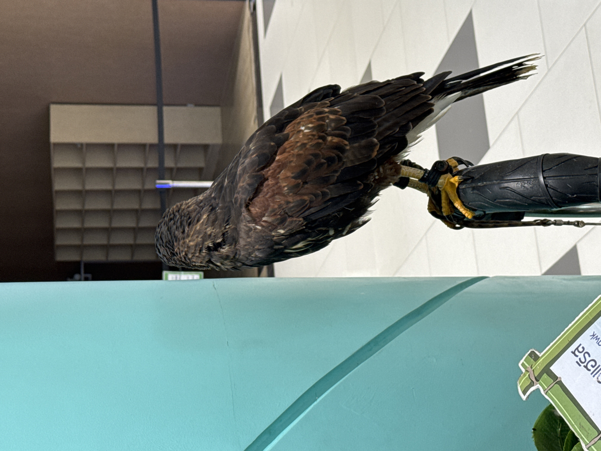 A Harris's Hawk (Parabuteo unicinctus) perches on a gloved fist. The background includes a light blue surface and interior building elements. The image was taken in Si Sunthon, Thailand.