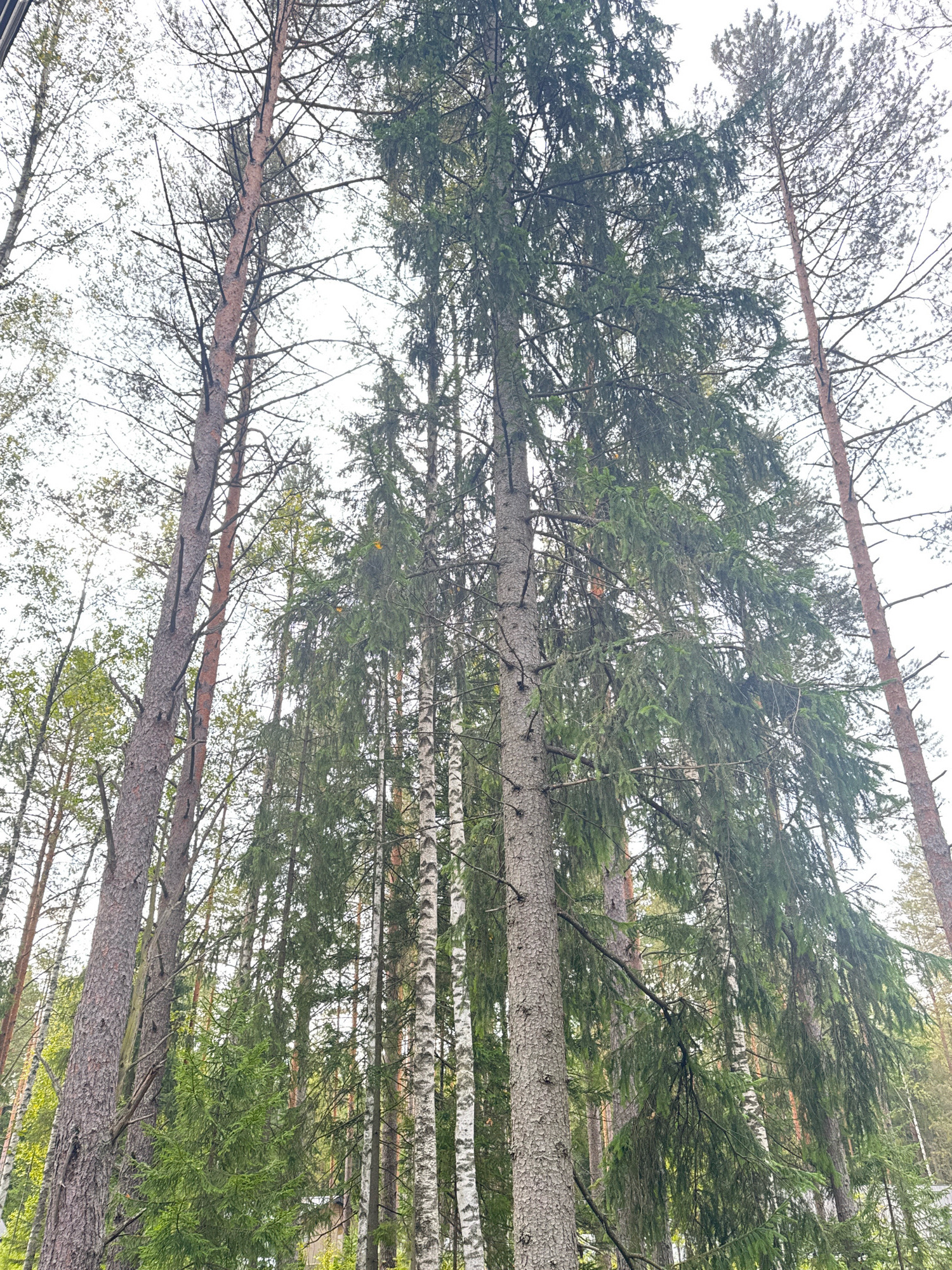 This is a low-angle, full-frame photograph of a forest in the city of Arfa, Russia. The image is dominated by tall, mature trees, predominantly coniferous with some deciduous trees interspersed. The canopy of the trees fills the majority of the frame, with the sky visible in patches above. The forest floor is not visible. The lighting suggests an overcast day, with diffused natural light. There are no people or animals present in the image. The scene depicts a natural, undisturbed forest environment.