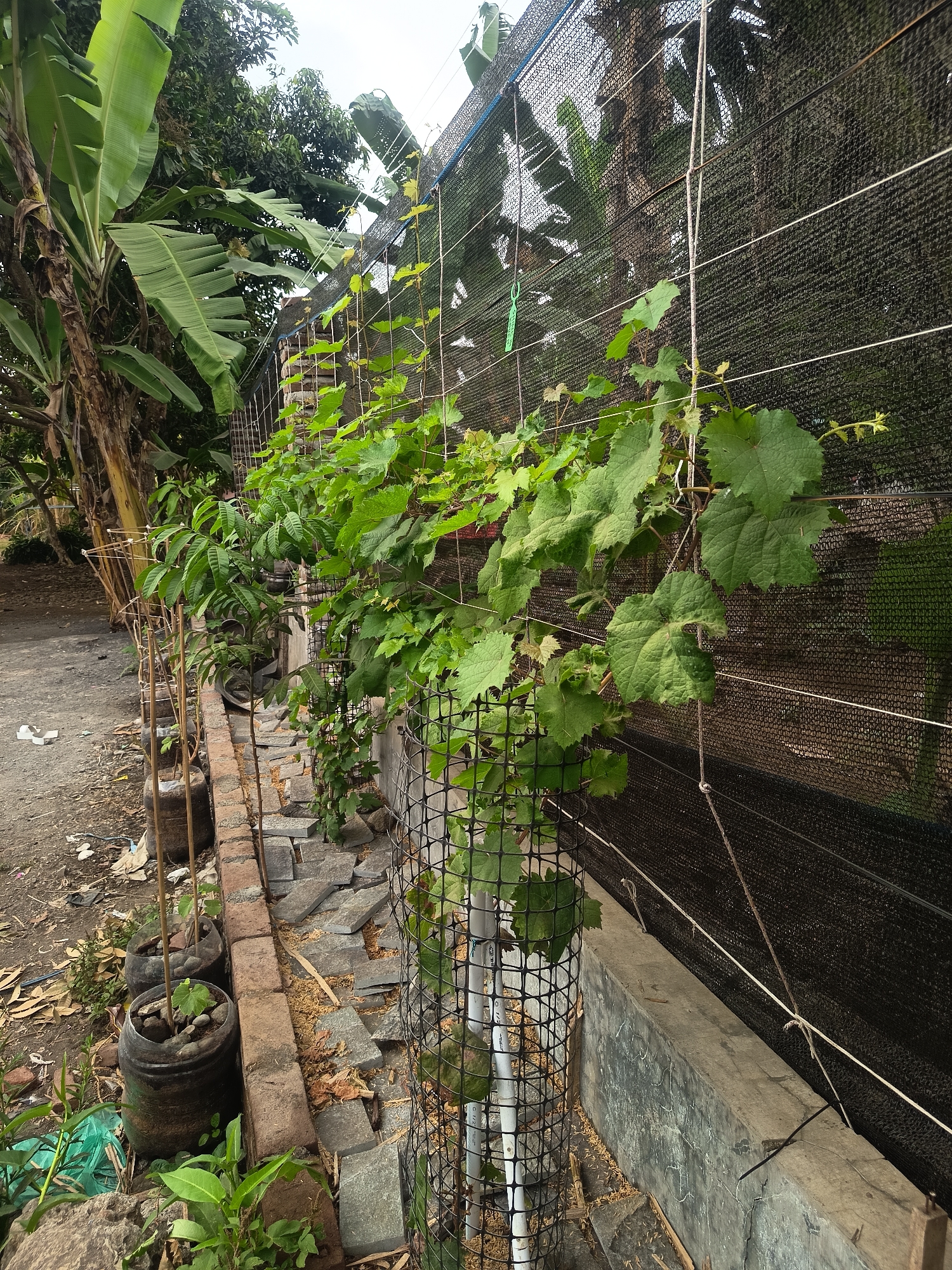 The image depicts an outdoor scene along a rural path in Kalipenggung, Indonesia. In the foreground, a line of potted plants, including small trees and vines, are arranged along a brick border. A black mesh screen stretches horizontally across the middle ground, providing support for climbing grapevines. Beyond the screen, banana trees are visible, suggesting a tropical environment. The ground is covered with dirt, fallen leaves, and some scattered debris. The overall impression is one of a cultivated area with a focus on plant growth.