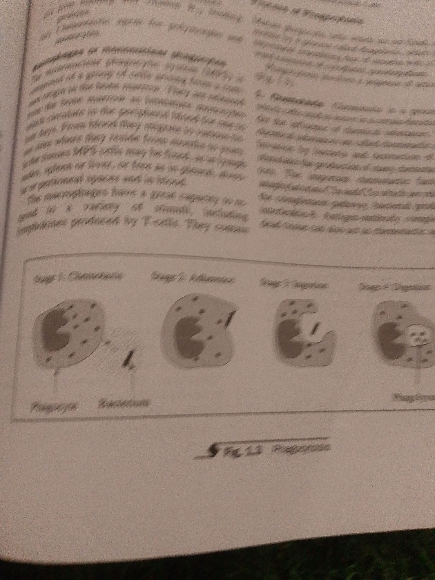 The image displays a textbook page with text and illustrations related to phagocytosis, a biological process. The text discusses macrophages and their role in the immune system, and the illustrations depict the stages of phagocytosis. Specifically, there are four stages labeled: "Stage 1: Chemotaxis", "Stage 2: Adherence", "Stage 3: Digestion", and "Stage 4: Digestion". Below these stages, there are labels "Phagocyte" and "Bacterium". The overall scene is an educational one, presenting scientific information. The visible text includes scientific terminology. There are no discernible cues about the time of day, weather, or specific location within Jalingo, Nigeria. The image is a still photograph of a printed page, so no emotions are conveyed.