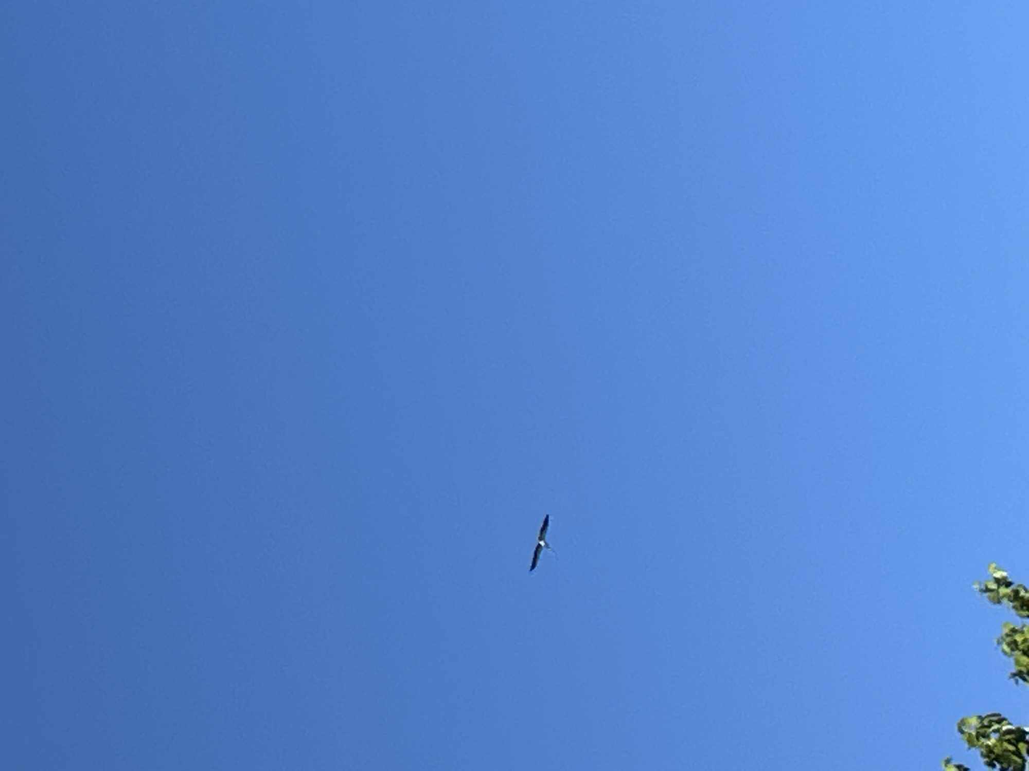 The image captures a solitary bird soaring against a brilliant, cloudless blue sky. The bird, appearing dark in silhouette, is positioned in the lower-middle section of the frame, with its wings fully extended, suggesting it is gliding or flying high overhead. There are subtle lighter patches visible on the bird's underside, possibly indicating white plumage against its darker body and wings. In the bottom right corner, a small cluster of green leaves from a tree is partially visible, providing a hint of an earthly element beneath the expansive sky. The bright, uniform blue of the sky indicates clear, sunny weather, likely during the daytime. No other objects, people, or text are present in the image. The scene conveys a sense of calm and natural spaciousness.
