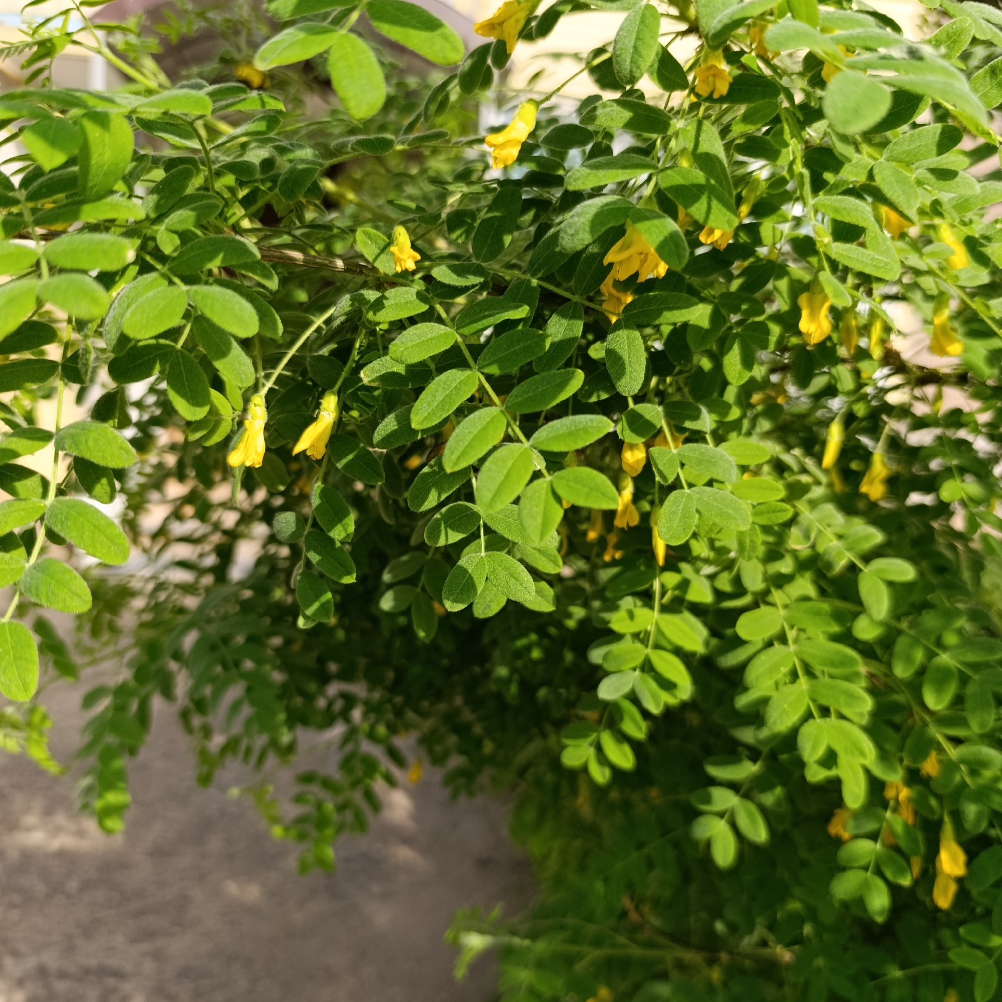 The image shows a close-up of a Cytisus plant with bright green leaves and small yellow flowers. The leaves are pinnately compound, and the flowers hang downwards. The background is blurry and indistinct but appears to be a building wall. The photograph was taken in daylight. There is no evidence in the image to indicate the location is Марковский, Russia.