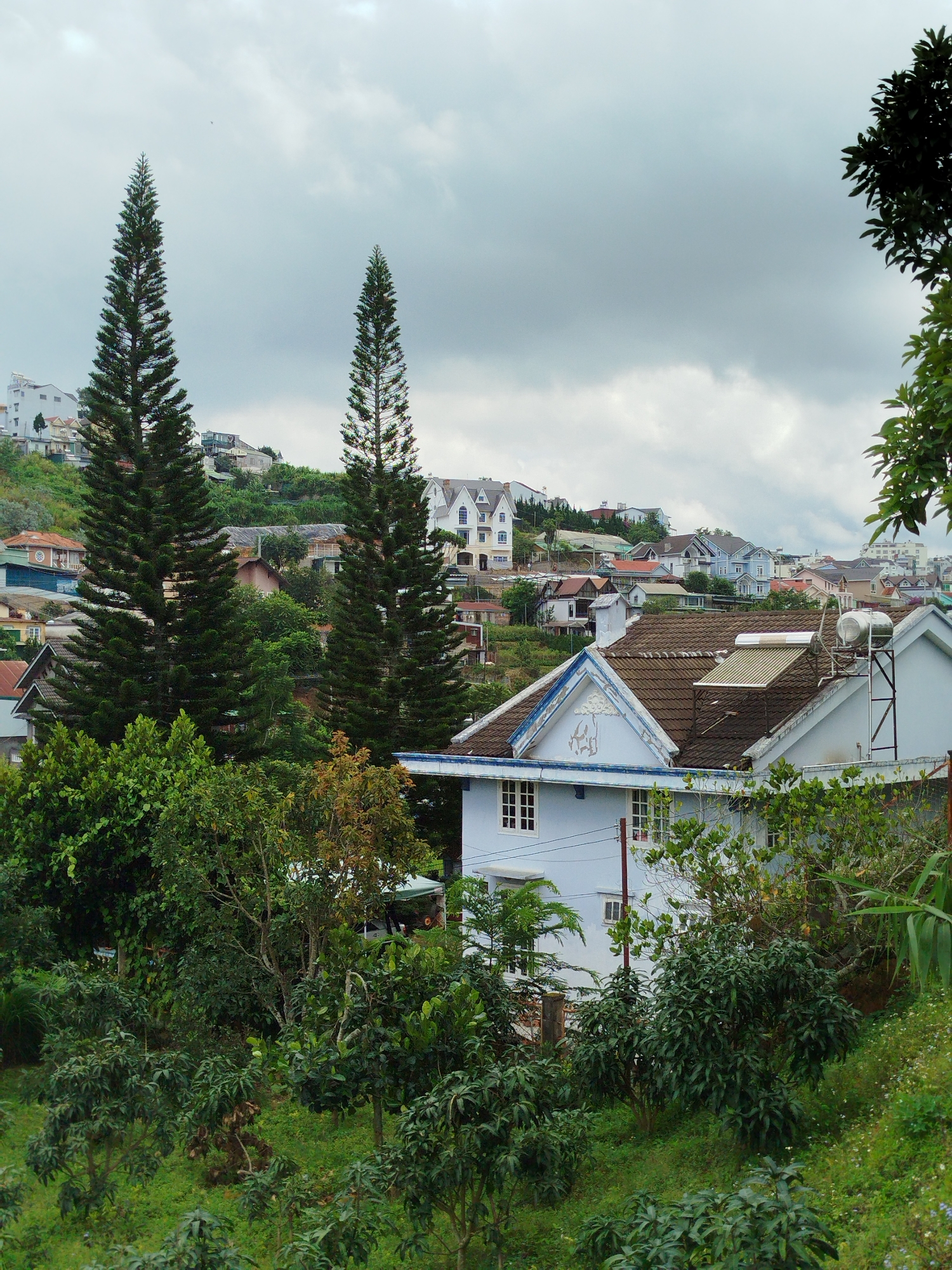 This image depicts a hillside residential area in Da Lat, Vietnam, characterized by a dense collection of houses and abundant vegetation. Two tall, slender pine trees stand prominently in the mid-ground, framing a view of numerous buildings with varying architectural styles and roof colors, including tile and metal. Some houses are painted in light colors such as white and blue, with prominent window frames. Several structures are equipped with solar water heaters on their rooftops, a common sight in the region. Lush greenery, including trees, shrubs, and ground cover, envelops the buildings, indicating a natural and somewhat overgrown environment. The sky is overcast with heavy clouds, suggesting a potentially humid or rainy climate. The scene is tranquil, with no visible people or vehicles, presenting a peaceful, urban-meets-nature landscape.