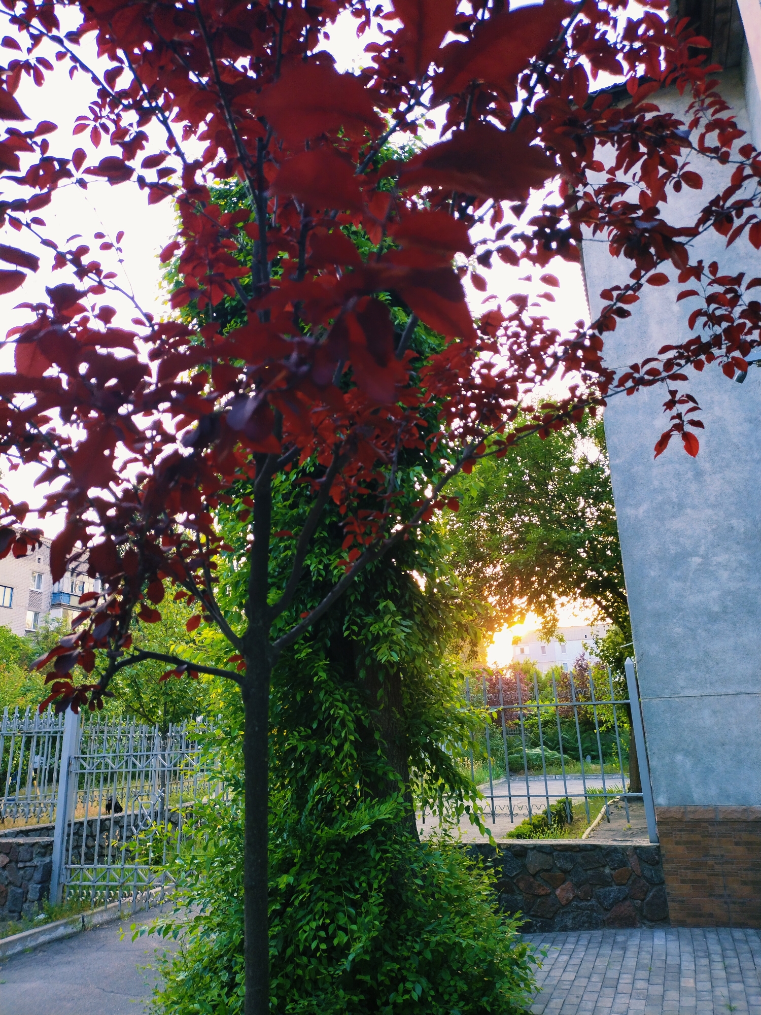 The image captures a street view in Horishni Plavni, Ukraine, on a bright day. In the foreground, a tree with dark red leaves stands prominently, partially obscuring the view of a building to the right. This building is clad in light blue and brown brick. To the left of the red-leafed tree, a dense wall of green foliage is visible, appearing to grow around a darker tree trunk.
Behind the foliage and the red-leafed tree, a metal fence runs horizontally across the middle ground. Beyond the fence, there are more green trees and a glimpse of a building with white walls and windows, possibly an apartment complex, in the background. The sun is setting or rising, casting a warm glow through the trees, creating a bright, hazy effect in the sky and illuminating the leaves. The ground in the foreground is paved with gray rectangular tiles, and to the left, a strip of asphalt or pavement is visible.