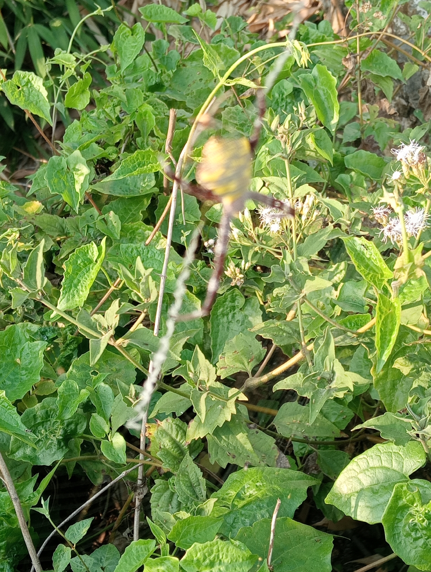 A medium shot captures a spider in focus, suspended by a strand of silk amidst lush green foliage. The spider, positioned slightly off-center to the left, exhibits a distinctive yellow and black striped body, with its legs extended. The surrounding vegetation consists of various green leaves, some with serrated edges, and thin, dry twigs. In the upper right corner, small clusters of delicate white flowers are visible. The scene appears to be an outdoor setting, likely a garden or natural area, bathed in natural light that casts subtle shadows on the leaves. The overall impression is one of a natural encounter, highlighting the intricate details of the spider and its environment. The location is Pringsewu, Indonesia.