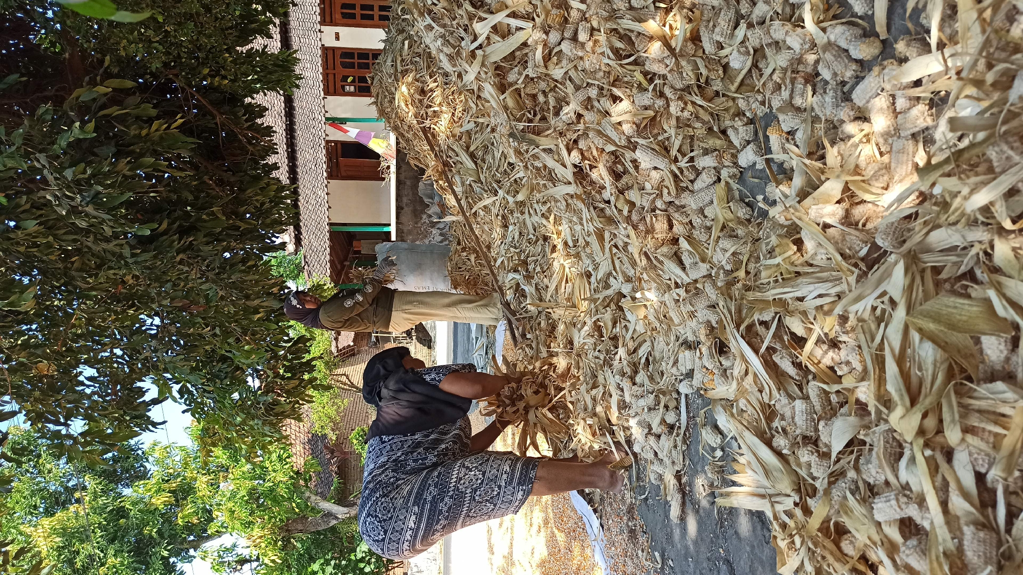 Two Indonesian women are processing corn in a yard at the location of Simo, Indonesia. One woman, on the left, wearing a black headscarf and a patterned skirt, is bent over, gathering dried corn husks and cobs. The other woman, on the right, wears a khaki-colored shirt and pants and a headscarf. She stands near a large pile of corn husks and cobs, holding a bundle of dried corn. A white sack is visible behind her, and a house with a tiled roof and wooden doors is in the background. Scattered corn kernels are visible on the ground to the left of the woman in the patterned skirt. The scene is set outdoors, with trees providing shade.