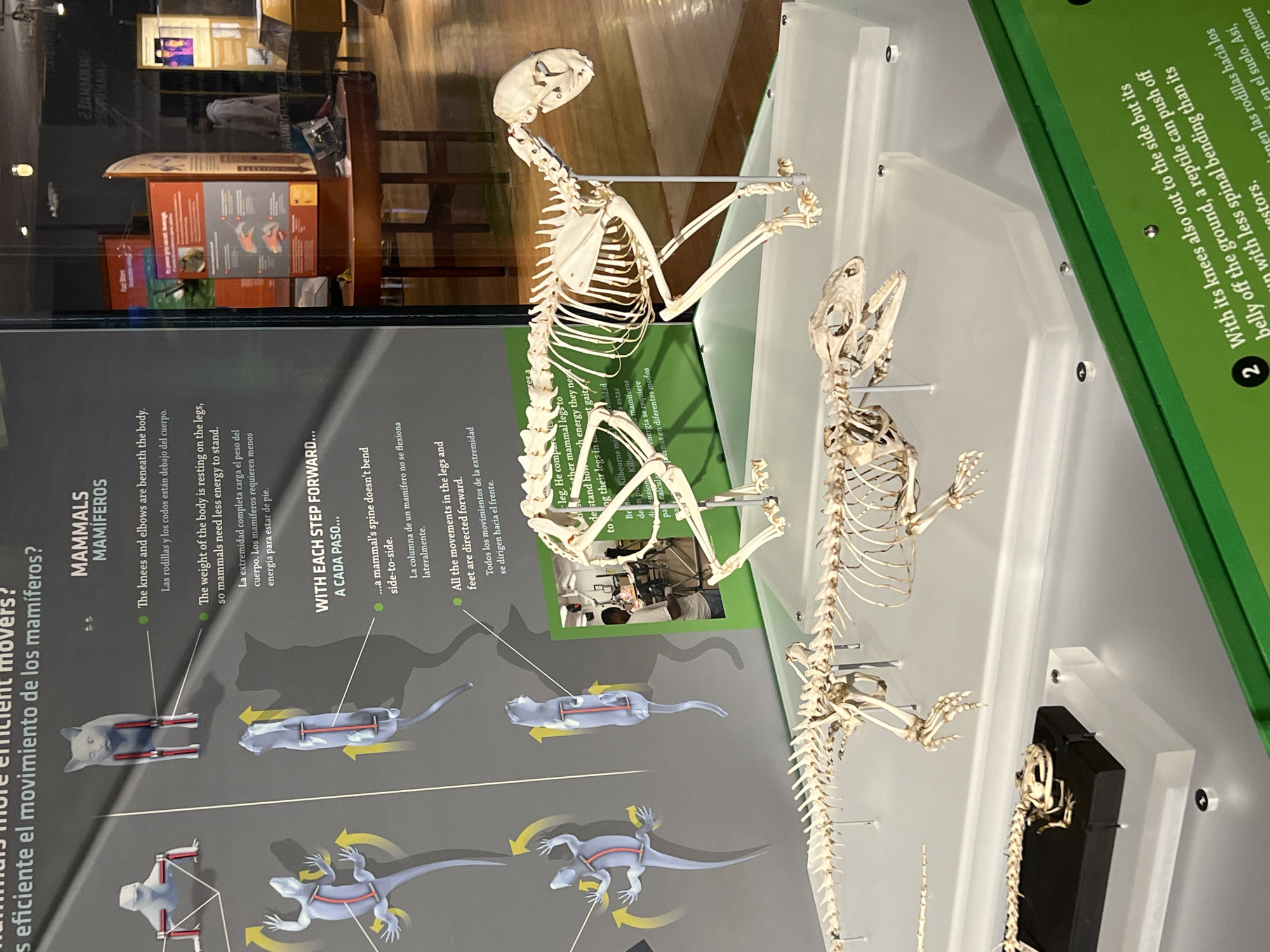 The image shows an indoor museum exhibit about mammal locomotion. The exhibit contrasts mammal and reptile skeletons and gaits, highlighting the positioning of limbs and spinal movements. There are textual panels in both English and Spanish describing the differences in energy expenditure and spinal flexibility between the two types of locomotion. Some text refers to comparing mammal legs. A small picture of a person, a lightskin male with dark hair, is visible in the exhibit. Some of the text references Chicago-based Kilbourne Museums. It can be inferred that this image was taken in a museum, likely in the city of Chicago, United States of America.