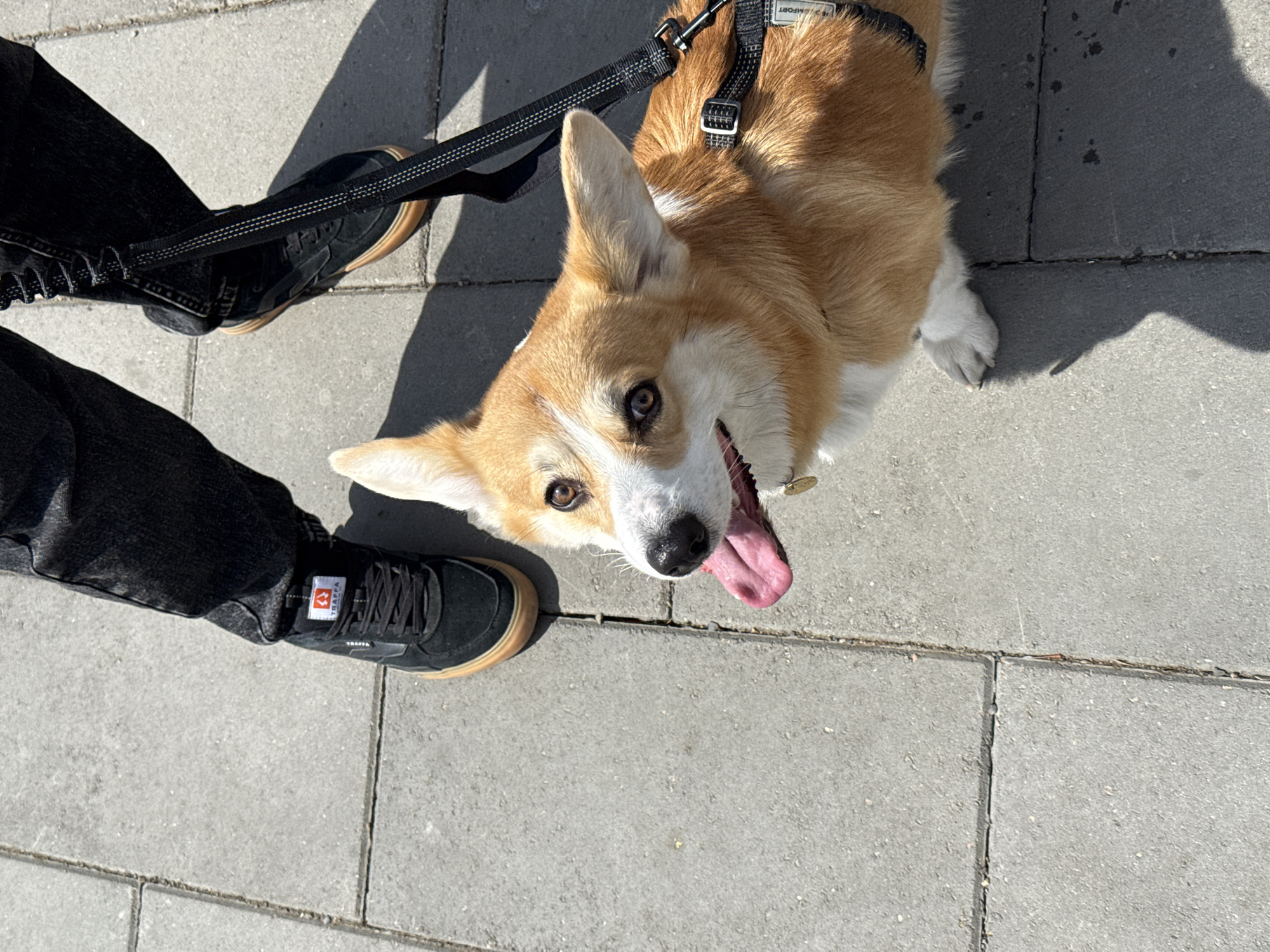 The image shows a corgi dog with its tongue out on a leash, standing next to a person wearing black jeans and black sneakers with brown soles. The scene is set on a sidewalk paved with grey rectangular stones. The location is potentially in Borzya, Russia, though there's no explicit visual confirmation in the image itself. Shadows from the sun can be seen on the pavement.