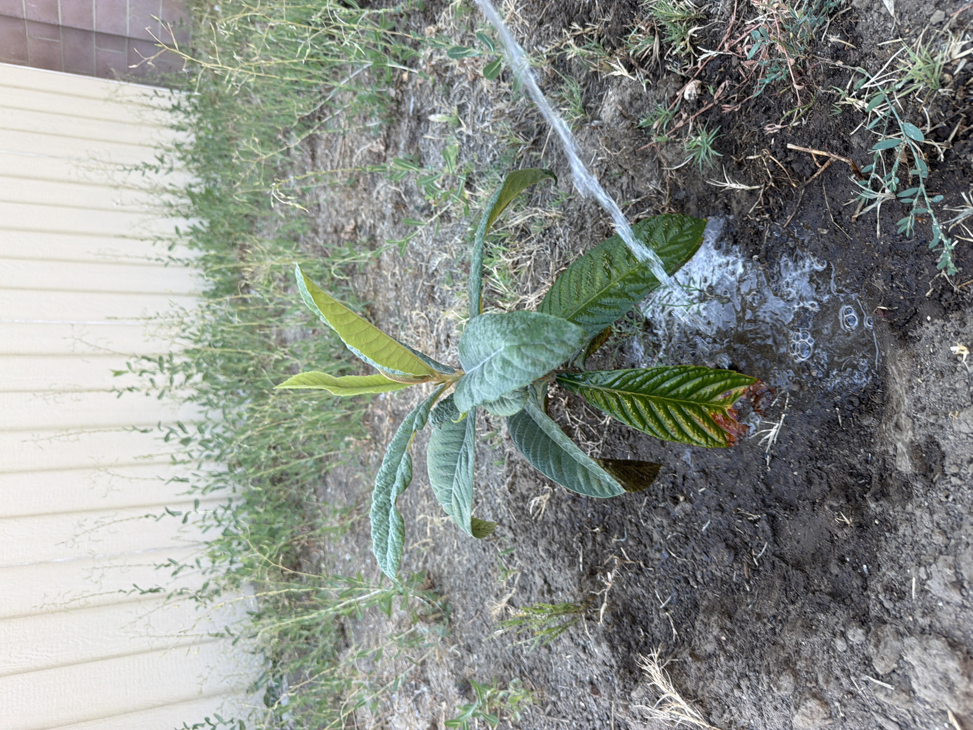 A young loquat tree, approximately two feet tall, is being watered with a stream of water in a dry, dusty yard. The tree has large, dark green, leathery leaves, some of which appear to be browning at the edges. The ground is covered in dry grass and loose soil. In the background, a light-colored, textured wall runs horizontally across the frame. The scene is lit by natural sunlight, casting shadows and highlighting the texture of the leaves and soil. The overall impression is one of a hot, dry environment where the tree is being given much-needed hydration. This image was captured in Los Angeles, California, United States of America, on a clear, sunny day.