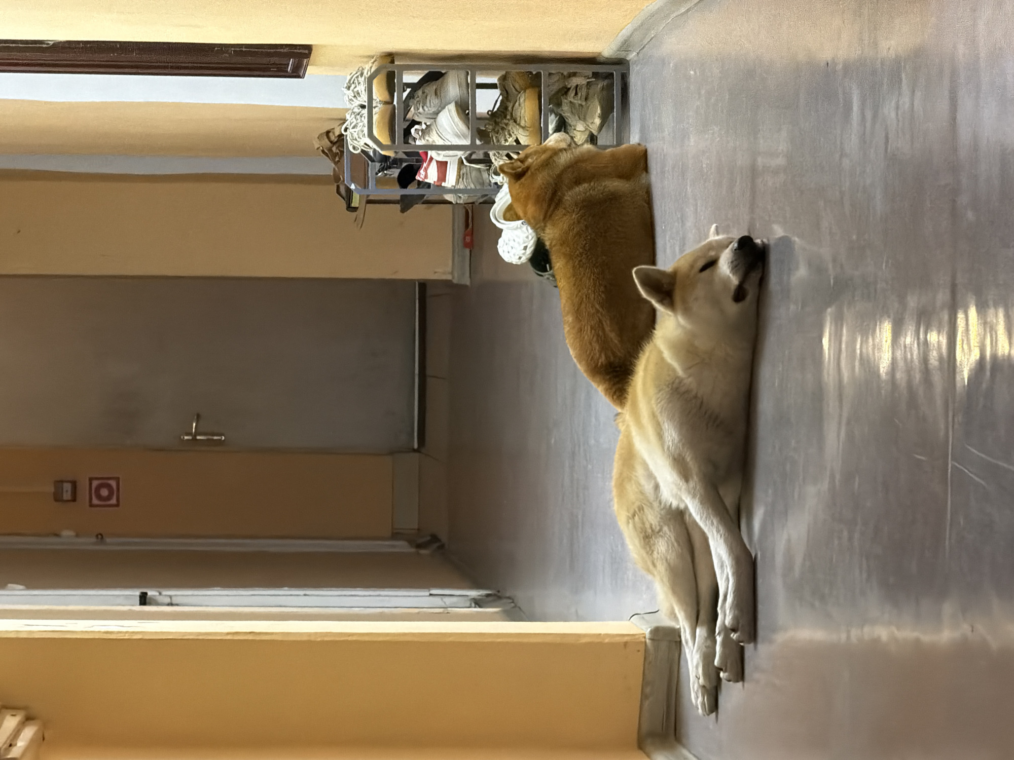 The media file shows two dogs lying down in a hallway, possibly in Moscow, Russia. One dog, a shiba inu, is lying on its side with its head resting against a light-colored wall. The other dog, a shiba inu, is lying on its stomach, facing away from the camera, with its head on its paws. Both dogs appear to be relaxed and comfortable.
The hallway has cream-colored walls and a gray floor. A shoe rack with several pairs of shoes is visible in the background. There are also some electrical outlets and a circular sign with a red border on the wall. The lighting suggests it might be daytime, with natural light entering the hallway. The overall atmosphere is peaceful and quiet.