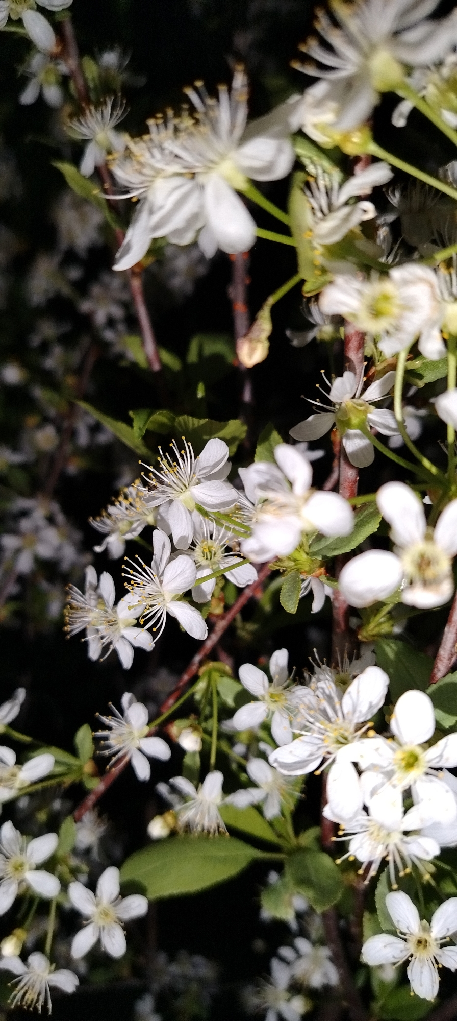The image depicts a close-up view of blossoming branches, likely from a cherry or similar fruit tree, at night. The dominant features are the numerous white flowers, each with five petals and prominent stamens with yellow pollen. The branches are dark brown, and there are a few green leaves interspersed among the blossoms. The background is predominantly dark, suggesting nighttime conditions. The location is Chaikovsky, Russia, though this cannot be confirmed based solely on the image itself.