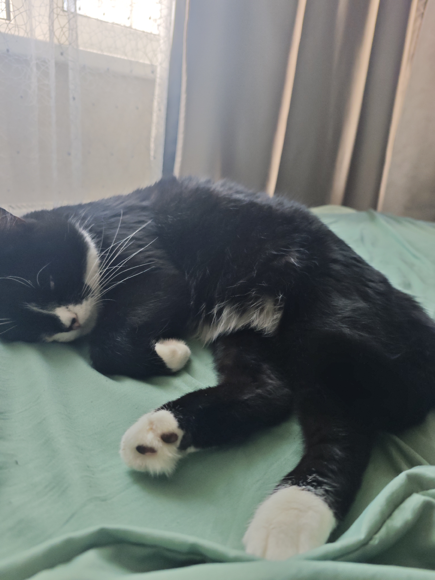 A black and white cat is sleeping on a wrinkled green bedsheet. The cat is lying on its side, facing left, with its eyes closed. Its fur is predominantly black with white patches on its chest, paws, and face. The cat's tail is curled around its body. In the background, there is a window with sheer curtains and a darker curtain to the right, suggesting an indoor setting. The lighting is soft, indicating it might be daytime.