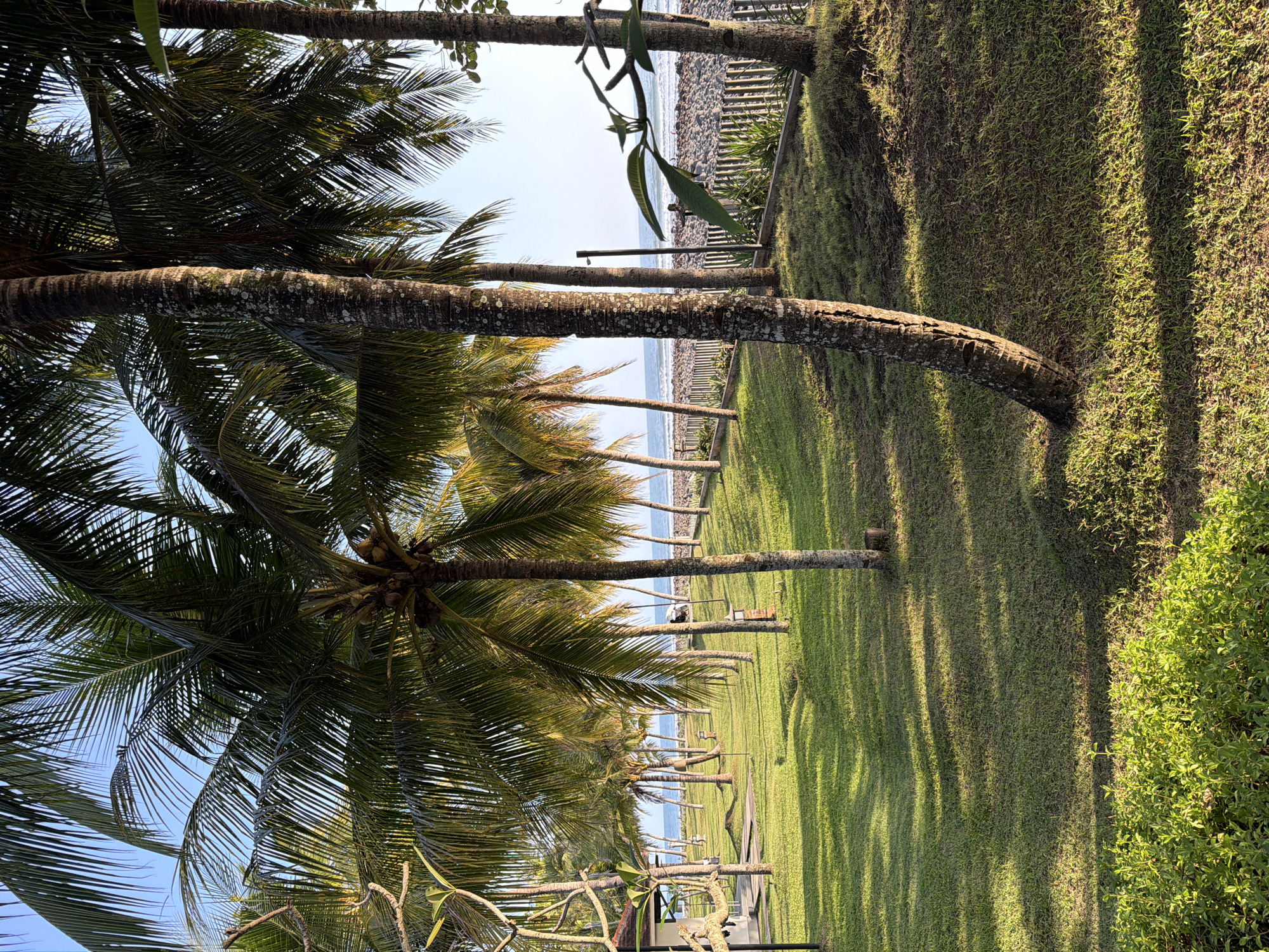 The image depicts a sunny day at a beach resort in Pekutatan, Indonesia, characterized by a lush green lawn lined with numerous palm trees. The foreground features a close-up of a prominent palm tree trunk, while the middle ground showcases a well-maintained lawn dotted with several other palm trees and outdoor lamps. In the background, a beach with grey pebbles is visible, bordered by a wooden fence and the calm blue ocean under a clear sky. The scene conveys a serene tropical atmosphere, ideal for relaxation.