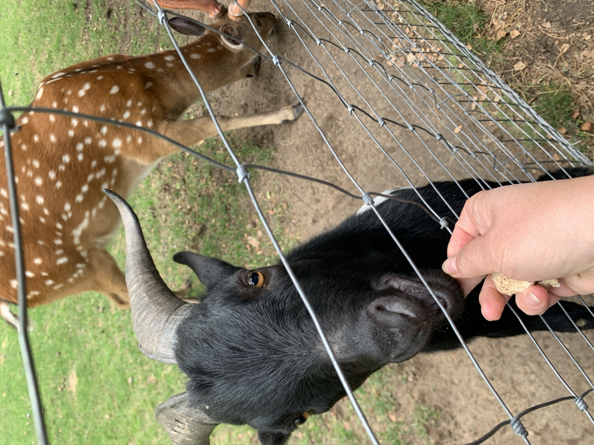 A black goat with large, curved horns is being fed a piece of bread by a person's hand, which is visible through a wire fence. The goat is looking directly at the camera with its mouth slightly open as it takes the food. In the background, a deer with brown fur and white spots is grazing on a patch of green grass. The scene appears to be an outdoor enclosure, possibly a petting zoo or wildlife park, in Baranavichy, Belarus. The ground is a mix of dirt and fallen leaves.