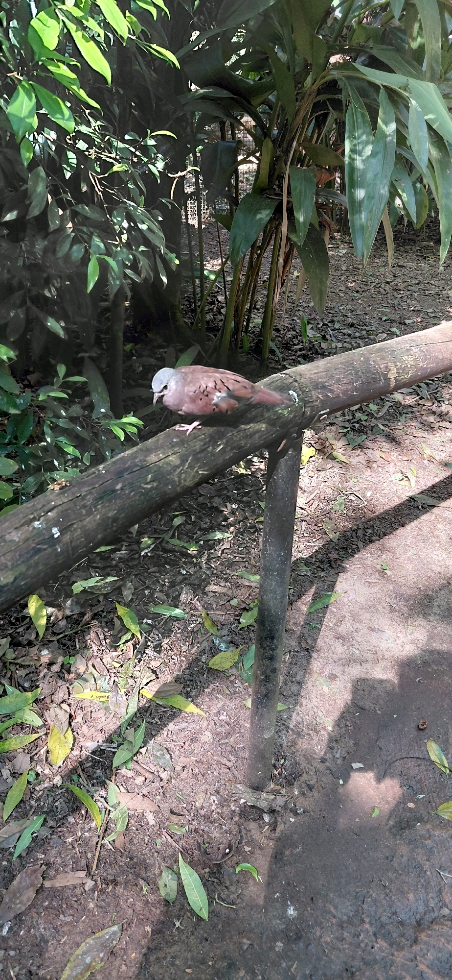 A bird with brown and white plumage is perched on a wooden railing outdoors. The bird is facing left and appears to be looking down. The railing is weathered and appears to be part of a fence or barrier. In the background, there are lush green plants and trees, suggesting a natural or park-like setting. The ground is covered with leaves and dirt. Sunlight casts shadows on the ground, indicating it is daytime. The image appears to have been taken at the Iguaçu National Park in Foz do Iguaçu, Brazil.