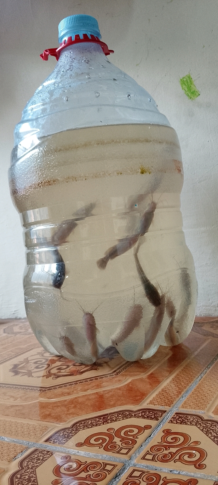 A close-up, eye-level shot shows several small fish swimming in a large, clear plastic bottle filled with murky water. The bottle has a blue cap and a red plastic ring around its neck. The bottle is sitting on a tiled surface with a pattern of brown and cream-colored tiles. In the background, a light-colored wall is visible, with a small, green, rectangular sticker attached to it. The scene appears to be an indoor setting, possibly a home or a small shop, and there is no indication of the city of Satriamekar, Indonesia.