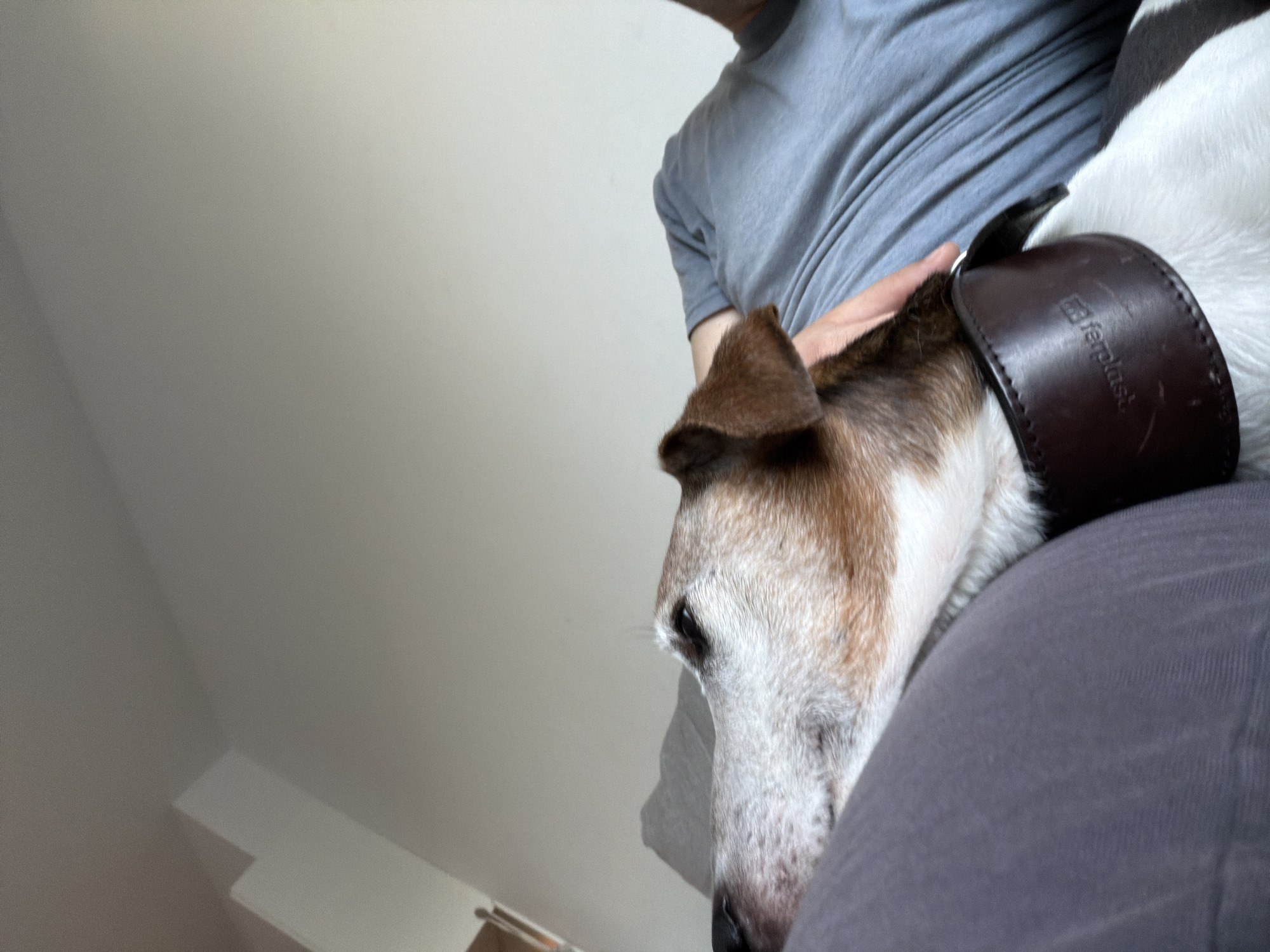 A close-up, eye-level, indoor shot shows a person and a dog lounging together on a surface that appears to be a couch or bed. The dog, a Jack Russell Terrier mix with white, brown, and black markings, is lying on its side, its head resting on a dark brown leather collar with embossed text. The dog's muzzle is in the foreground, facing left, with its eye visible. The person, wearing a blue t-shirt, is lying on their back with their left arm extended, hand gently resting on the dog's neck. The background consists of a plain, light-colored wall and a ceiling, suggesting a domestic environment.