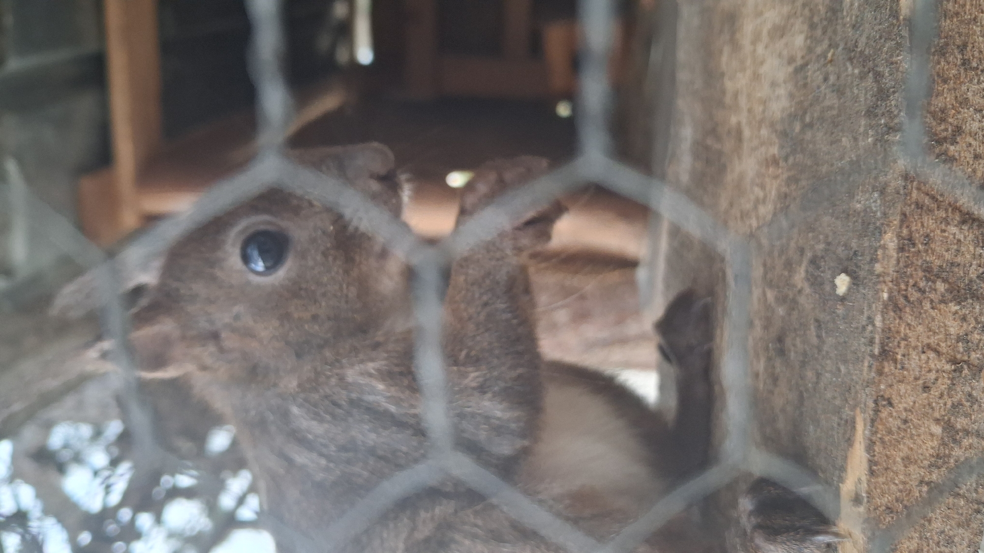 A close-up, slightly blurry, outdoor photograph shows a red squirrel behind a wire mesh enclosure. The squirrel is positioned in the center of the frame, facing to the right. It has dark fur, a large, dark eye, and its paws are visible near its face as if it is holding something. The squirrel is sitting on a wooden surface, which appears to be part of its habitat. The background is out of focus and shows wooden structures and foliage. The scene is likely within an animal enclosure or park. The photographer's location is the town of Hadzhidimovo, Bulgaria.