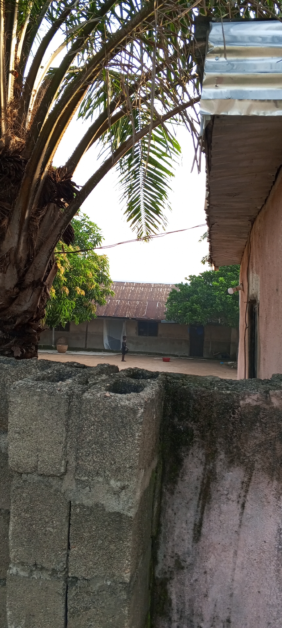 The image depicts an outdoor scene in Jalingo, Nigeria, characterized by a rustic environment. In the foreground, a rough concrete block wall is visible, some sections showing signs of weathering and moss growth. Beyond this wall, the scene opens to a courtyard area with a dirt ground. A large palm tree dominates the left side of the frame, its textured trunk and fronds arching over the scene. To the right, the side of a pinkish building is partially visible, with corrugated metal sheeting forming an overhang.
In the mid-ground, a long, single-story building with a corrugated metal roof stands, appearing somewhat weathered. Several windows are visible along its facade, and doorways are present. A young child, dressed in dark clothing, stands in the courtyard, facing towards the building. A red basin or bowl rests on the ground near the child. Green trees, likely mango trees judging by their shape and foliage, are scattered throughout the courtyard, adding patches of vibrant green to the scene. The sky is bright, suggesting daytime, possibly late afternoon due to the quality of light. The overall impression is one of a simple, rural or semi-urban dwelling in a hot climate.