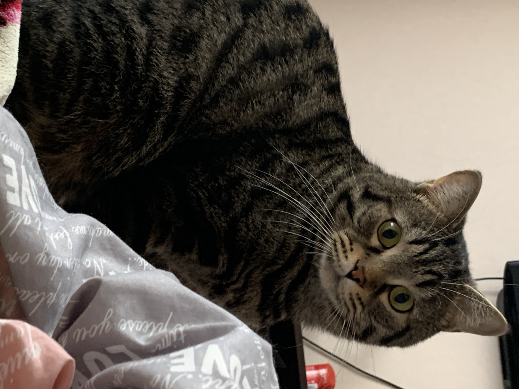 A close-up shot depicts a tabby cat perched on what appears to be bedding or soft materials. The cat is positioned at an angle, looking downward with its green eyes focused on the camera. Its face is framed by white whiskers, and the tabby pattern is clearly visible on its fur. The background is blurred and indistinct, suggesting a domestic indoor environment. The location is not evident in the image.