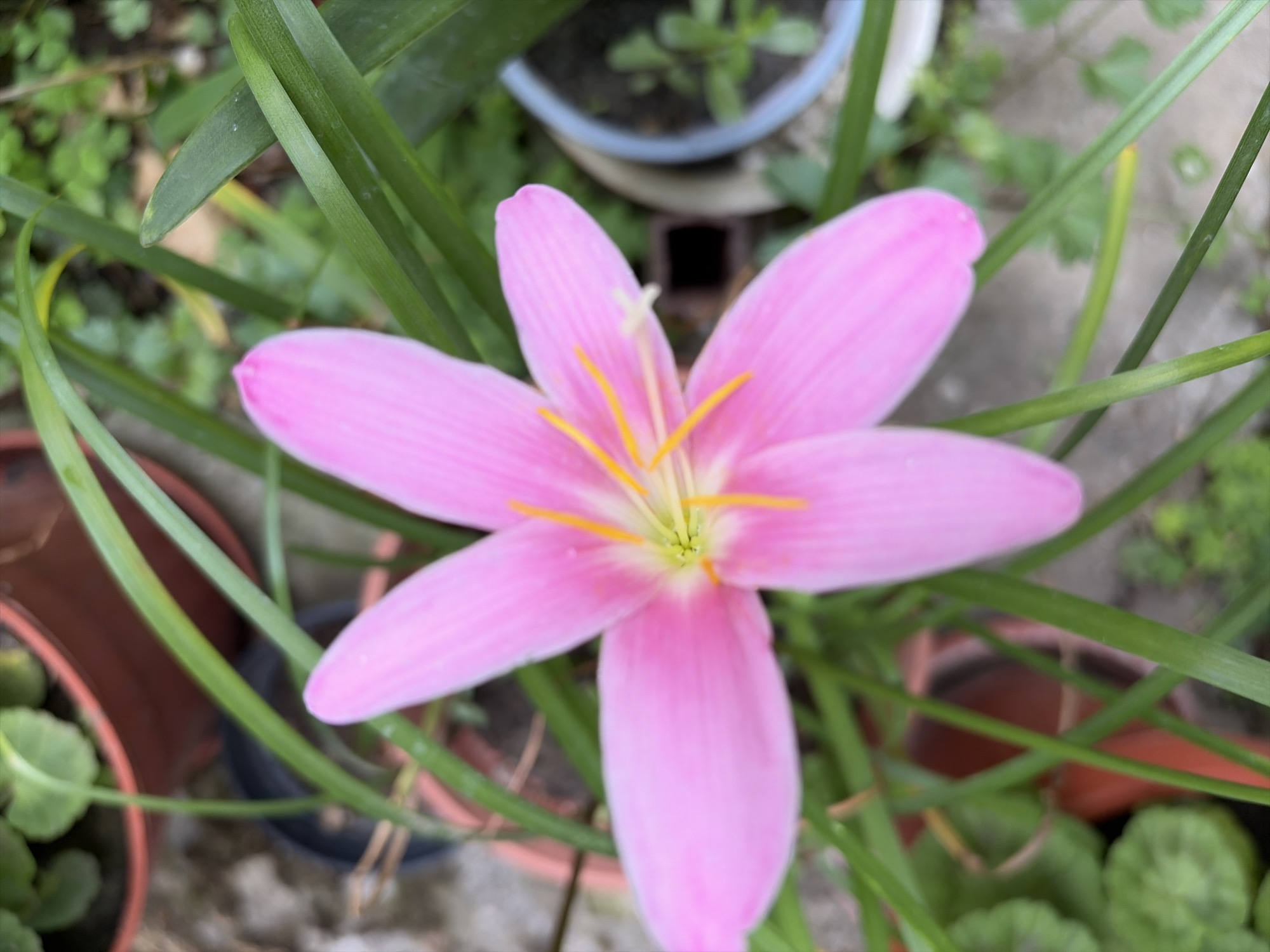 A close-up, eye-level shot captures a vibrant pink rain lily in full bloom, its delicate petals fanning out with prominent yellow stamens at its center. The flower is surrounded by lush green foliage and stems. In the background, several terracotta pots are visible, one containing a small green plant and another with blurred greenery. A light blue rimmed pot is also present. The scene appears to be an outdoor setting, likely a garden or balcony, and is situated in Sveti Vlas, Bulgaria. The lighting suggests it could be daytime, with no discernible shadows indicating direct overhead sunlight. No people or animals are present in the frame.