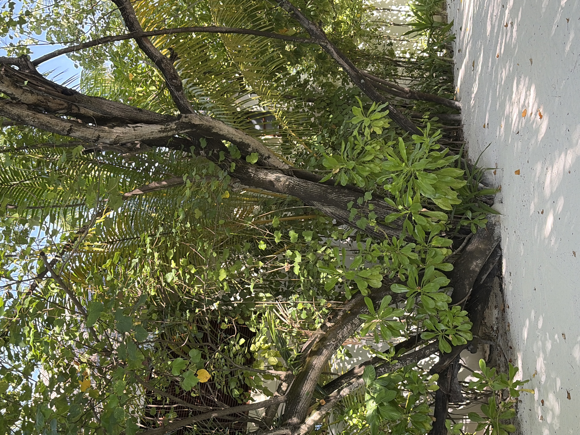 The image depicts a pathway covered in white sand, with a dense cluster of tropical trees and foliage on the right side. The trees have thick, gnarled trunks and branches, laden with vibrant green leaves and some palm fronds. Sunlight filters through the leaves, casting dappled shadows on the sandy ground. In the background, a white structure, likely a building, is visible, partially obscured by the vegetation. There are no people or animals present in the scene. The overall impression is one of a lush, natural environment adjacent to a man-made structure, characteristic of a resort or residential area in Halaveli, Maldives.