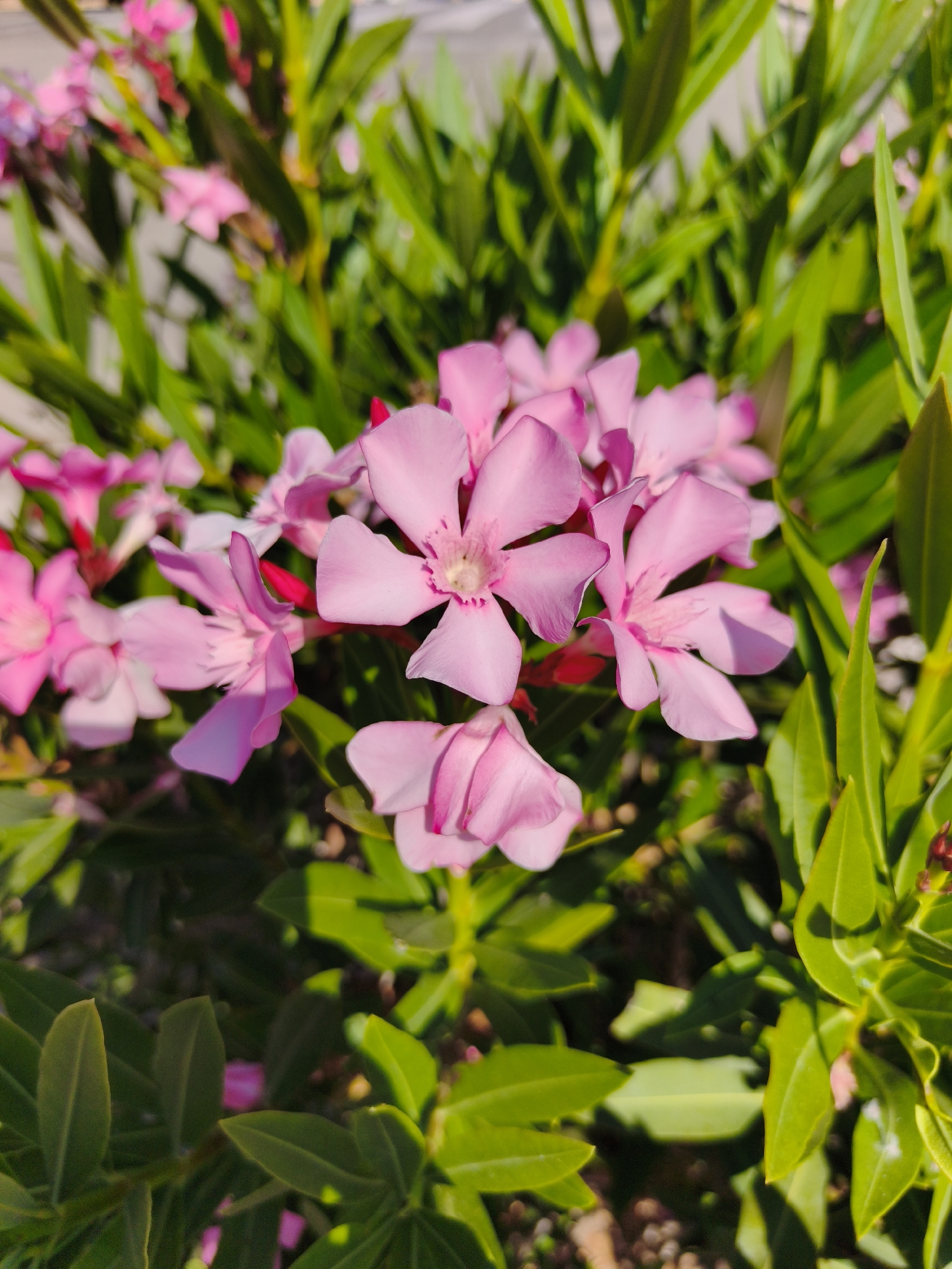 This image is a close-up shot of a cluster of bright pink oleander flowers in bloom, set against a backdrop of lush green leaves. The flowers are multi-petaled and have a delicate appearance, with some petals slightly curled and others fully open. A few darker pink buds are also visible amongst the blossoms. The foliage is dense and appears healthy, with long, lance-shaped leaves. The lighting suggests it is daytime, with sunlight casting dappled shadows on the leaves and highlighting the vibrant colors of the flowers. The scene evokes a feeling of a warm, Mediterranean climate, likely within a garden or natural setting in Dehesa de Campoamor, Spain. There are no people or any signs of human activity depicted in the image.