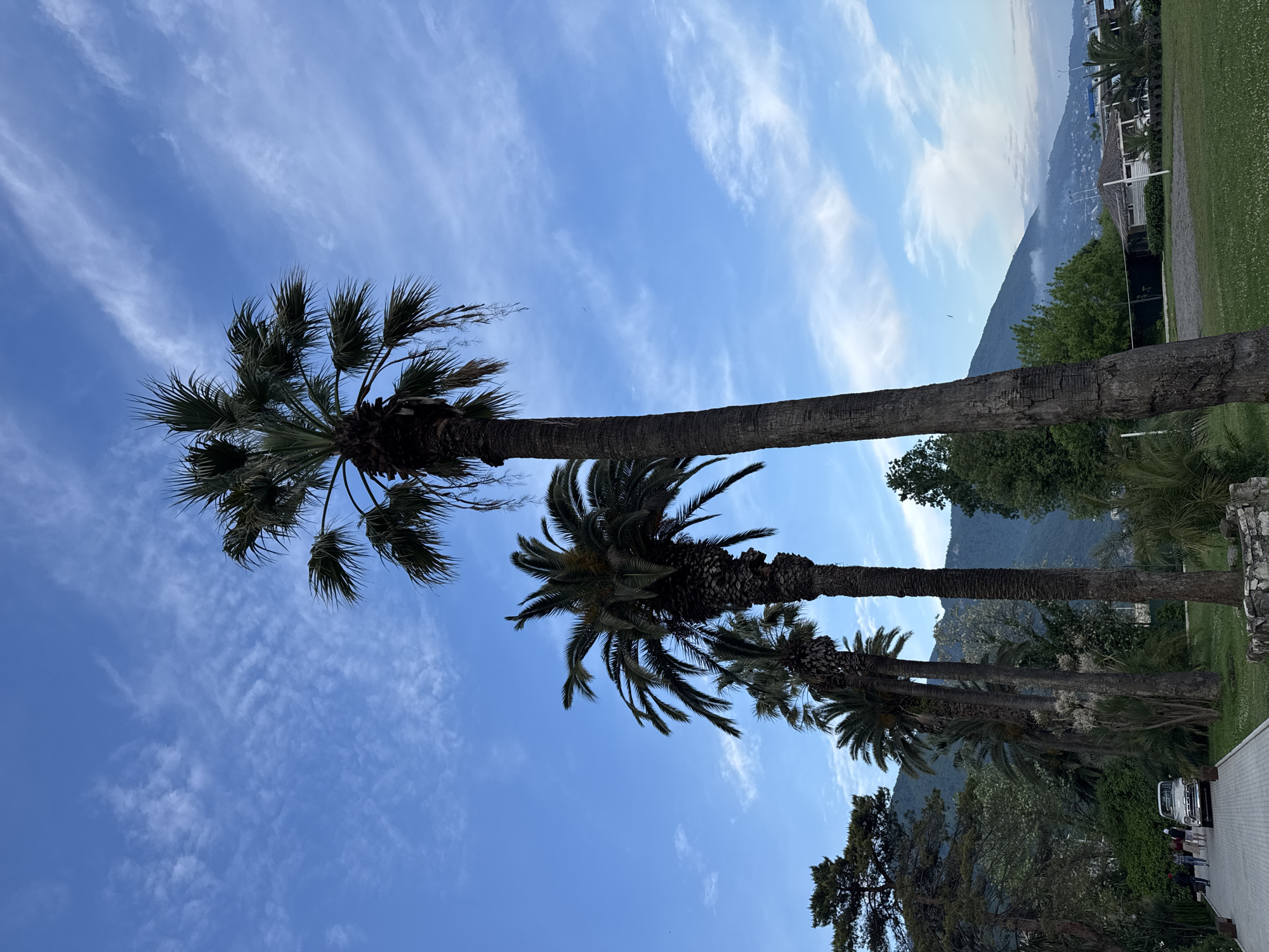 The image depicts several palm trees in the city of Abaata, Abkhazia, set against a backdrop of a bright blue sky with streaky white clouds. The trees are tall, with visible trunks. The foreground also includes other trees and greenery. In the background, a mountain range is visible, along with structures that appear to be buildings on a grassy field. A white vehicle is parked on a paved area.