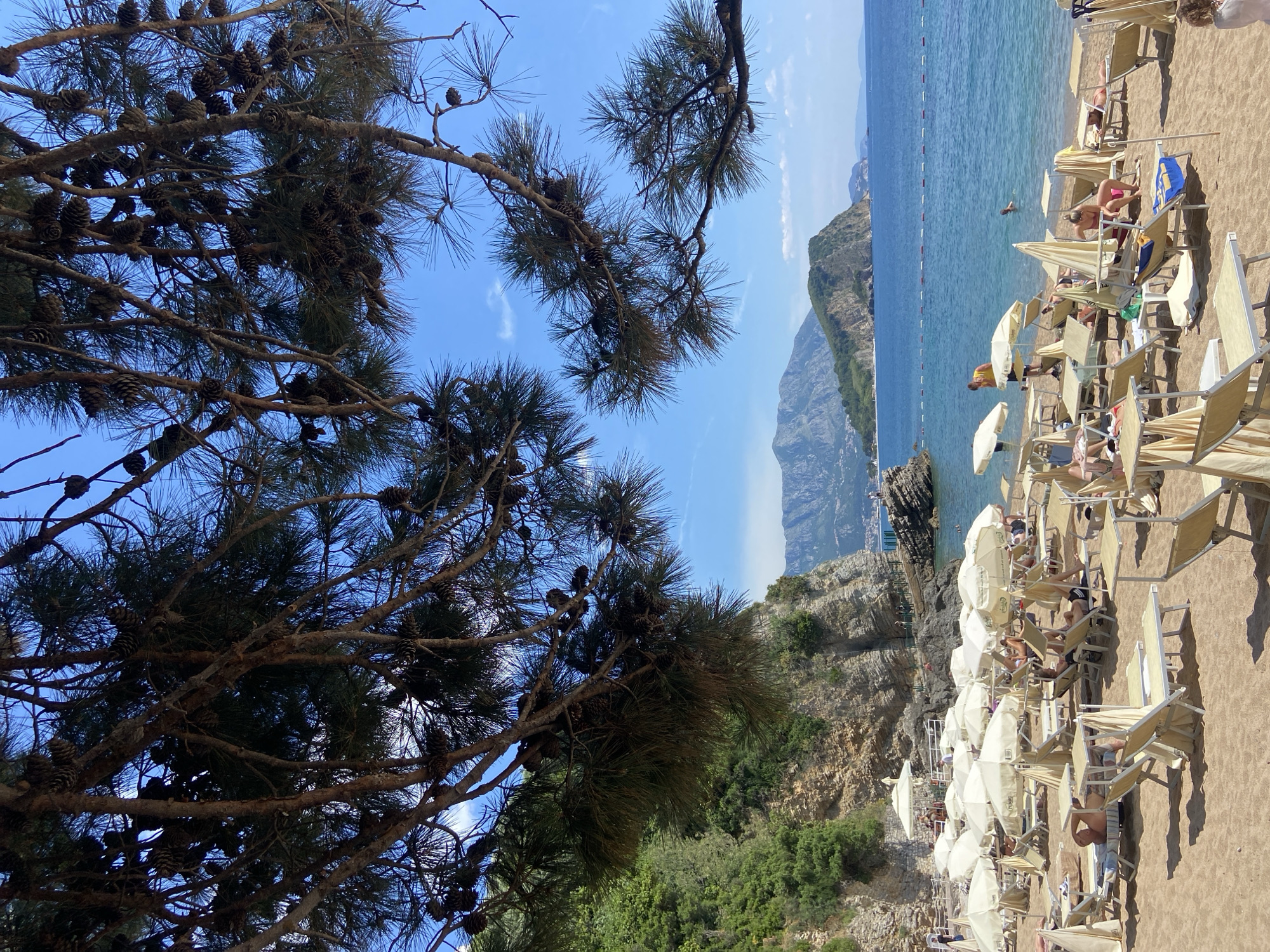 The image shows a beach scene in Budva, Montenegro. In the foreground, a pine tree with numerous cones partially obscures the view. The scene opens to a beach lined with rows of light-colored beach chairs and umbrellas. People are seen relaxing on the chairs, sunbathing and swimming in the water. In the background, a rocky coastline and a mountain range rise into the distance, with a clear blue sky overhead. The overall impression is of a sunny, coastal summer scene.